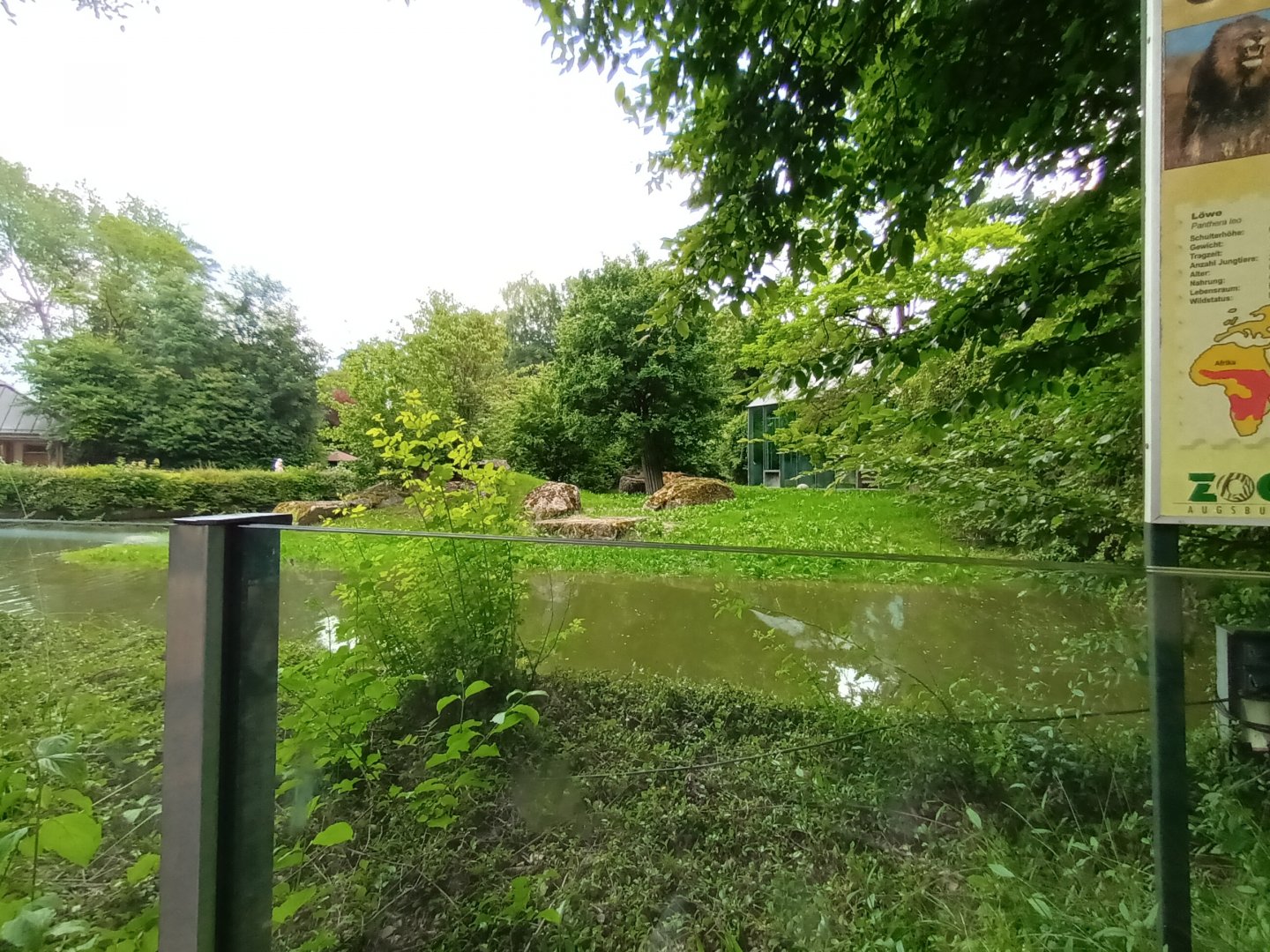 African Lion Enclosure