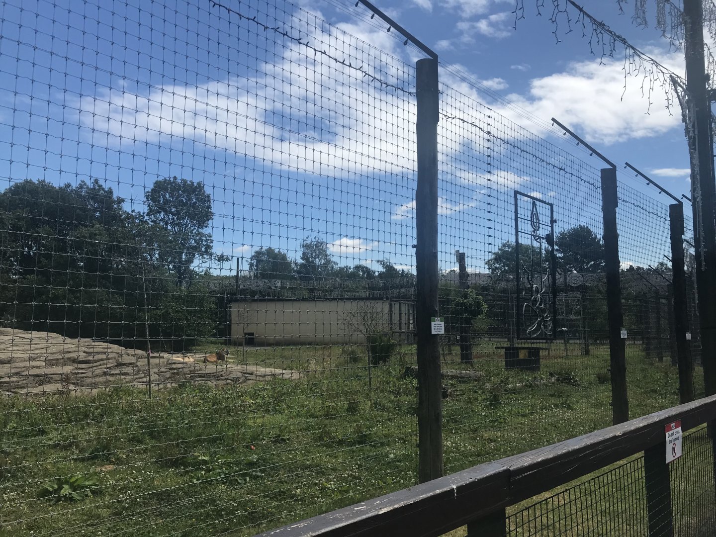 African lion enclosure