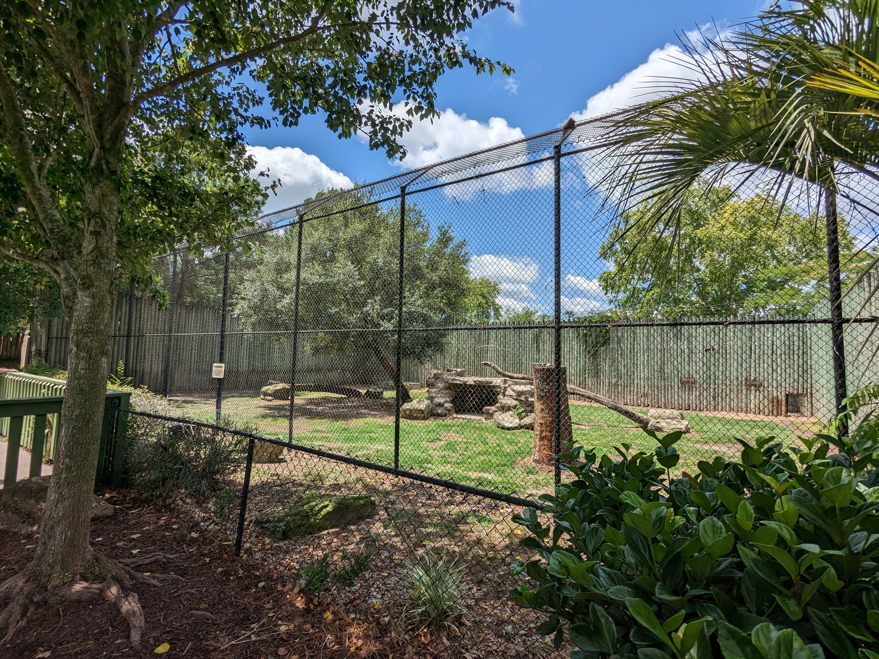 African lion enclosure