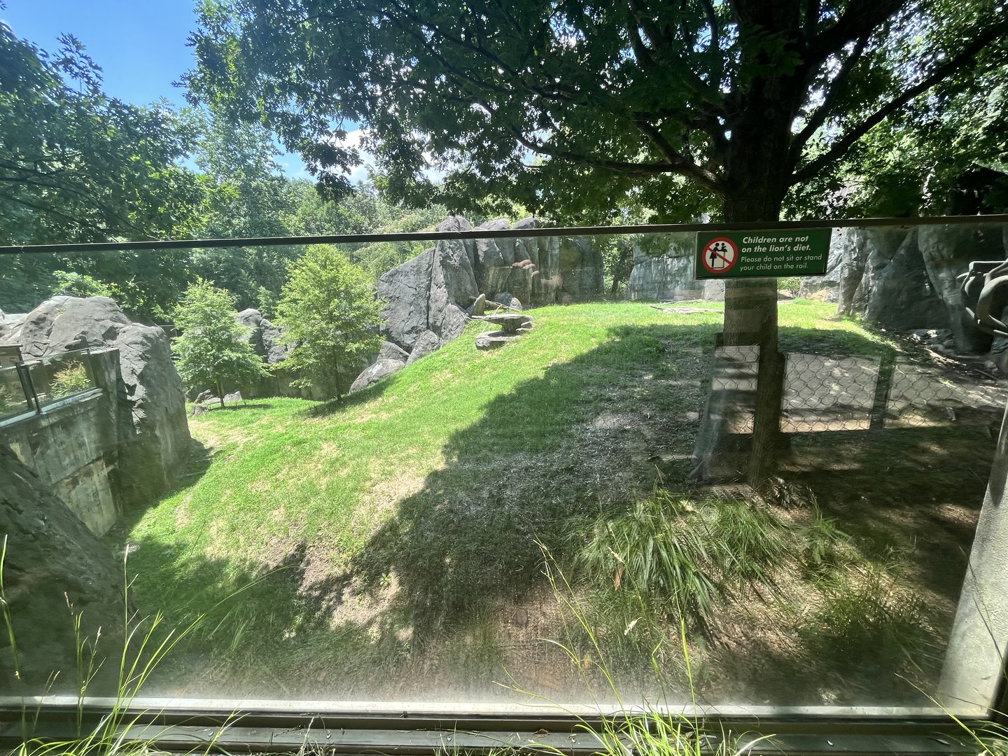 African Lion Enclosure