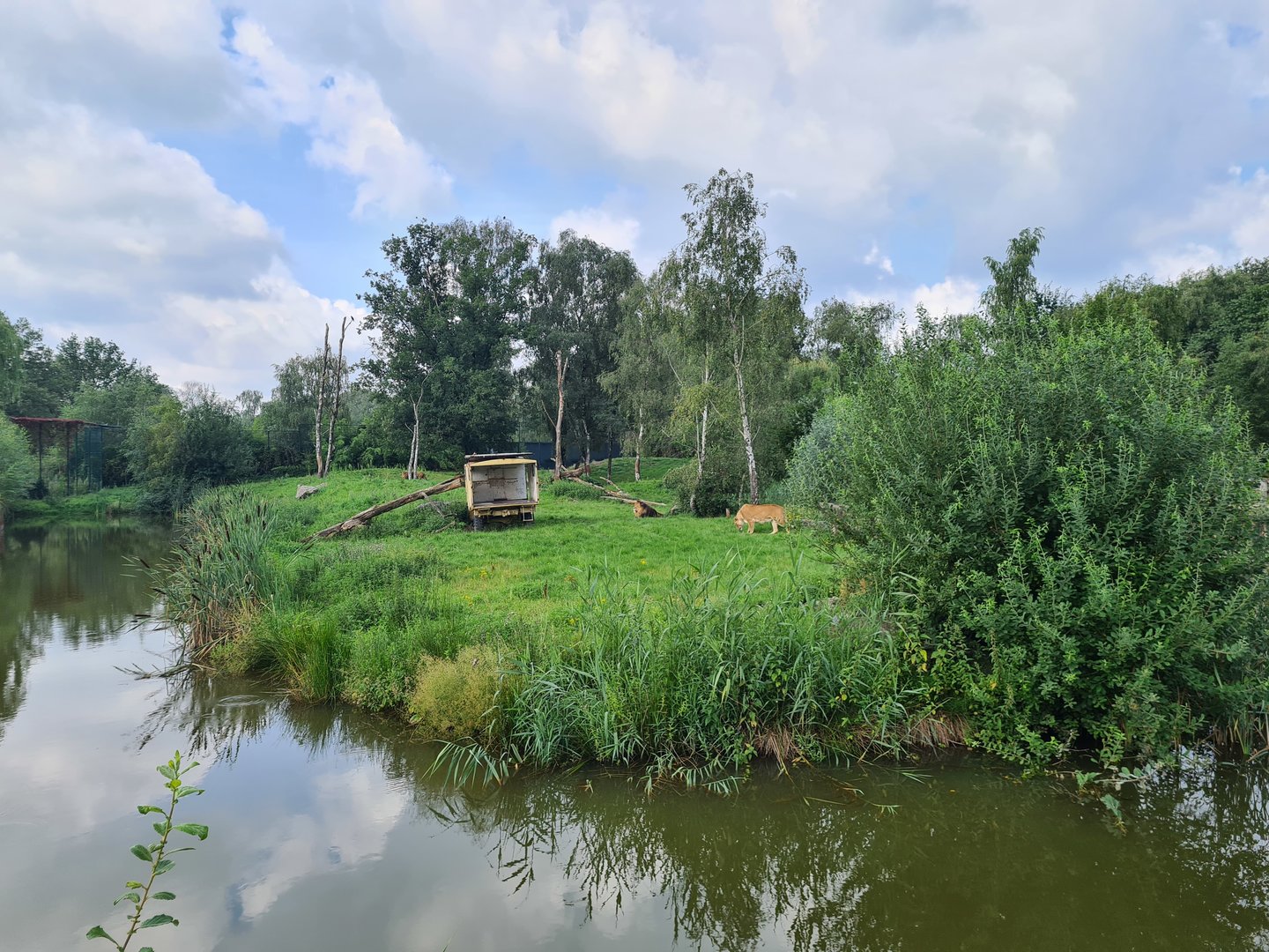 African lion enclosure