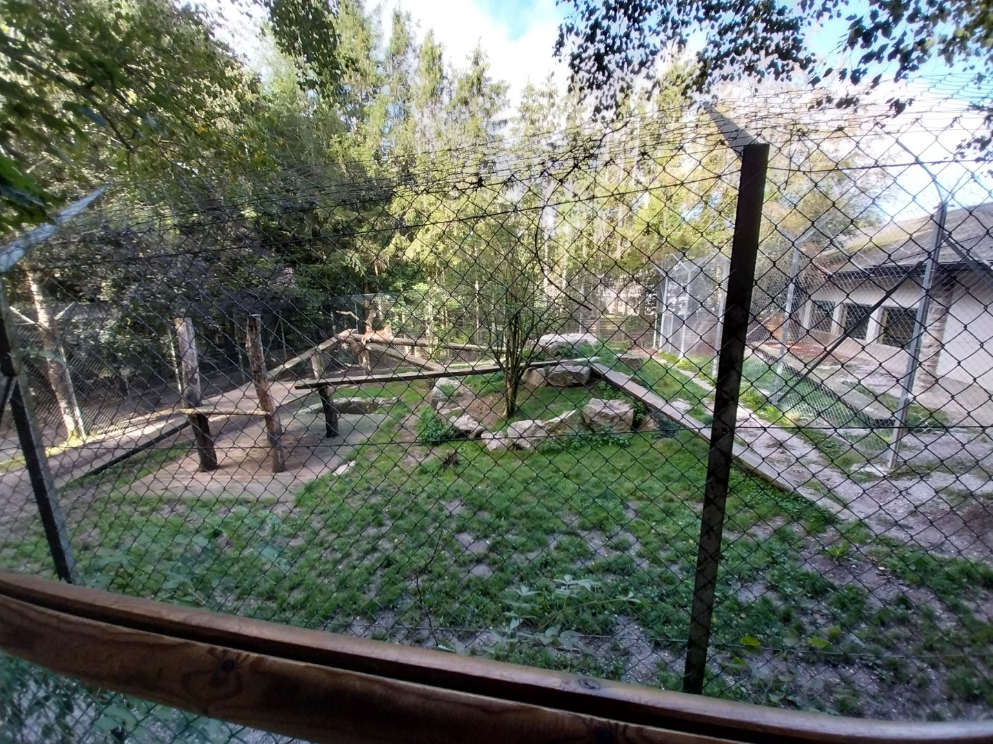 African lion enclosure