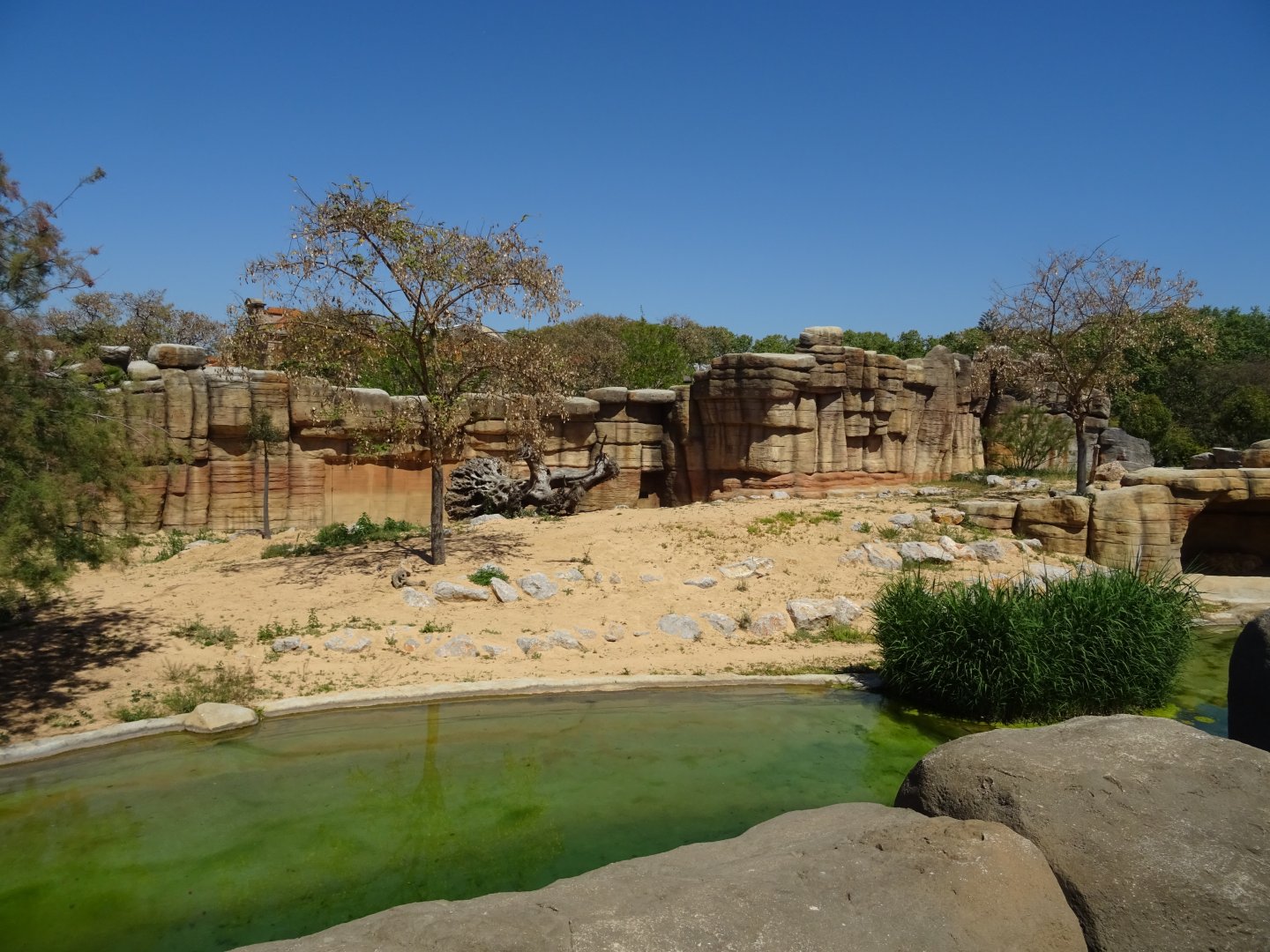African Lion enclosure