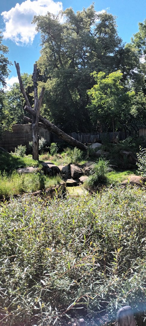 African Lion Enclosure