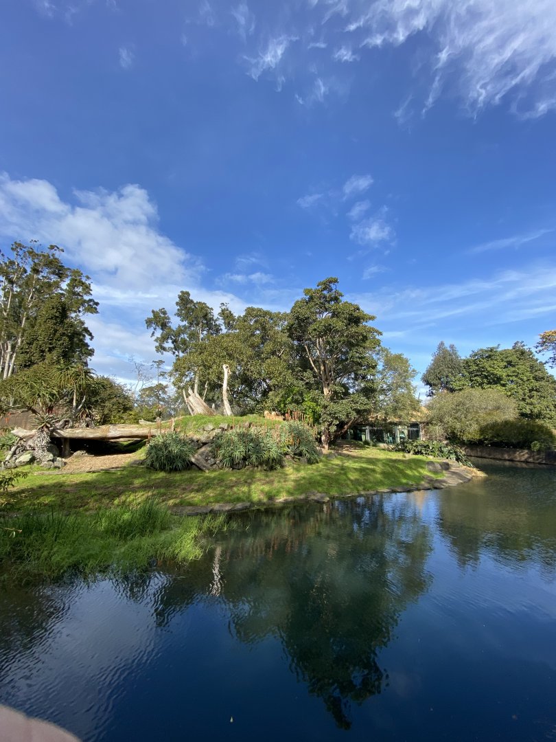 African Lion enclosure
