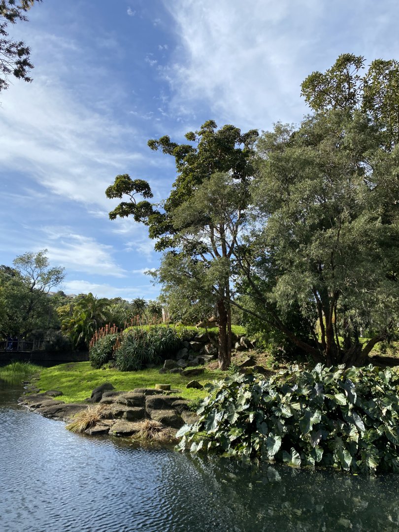 African Lion enclosure