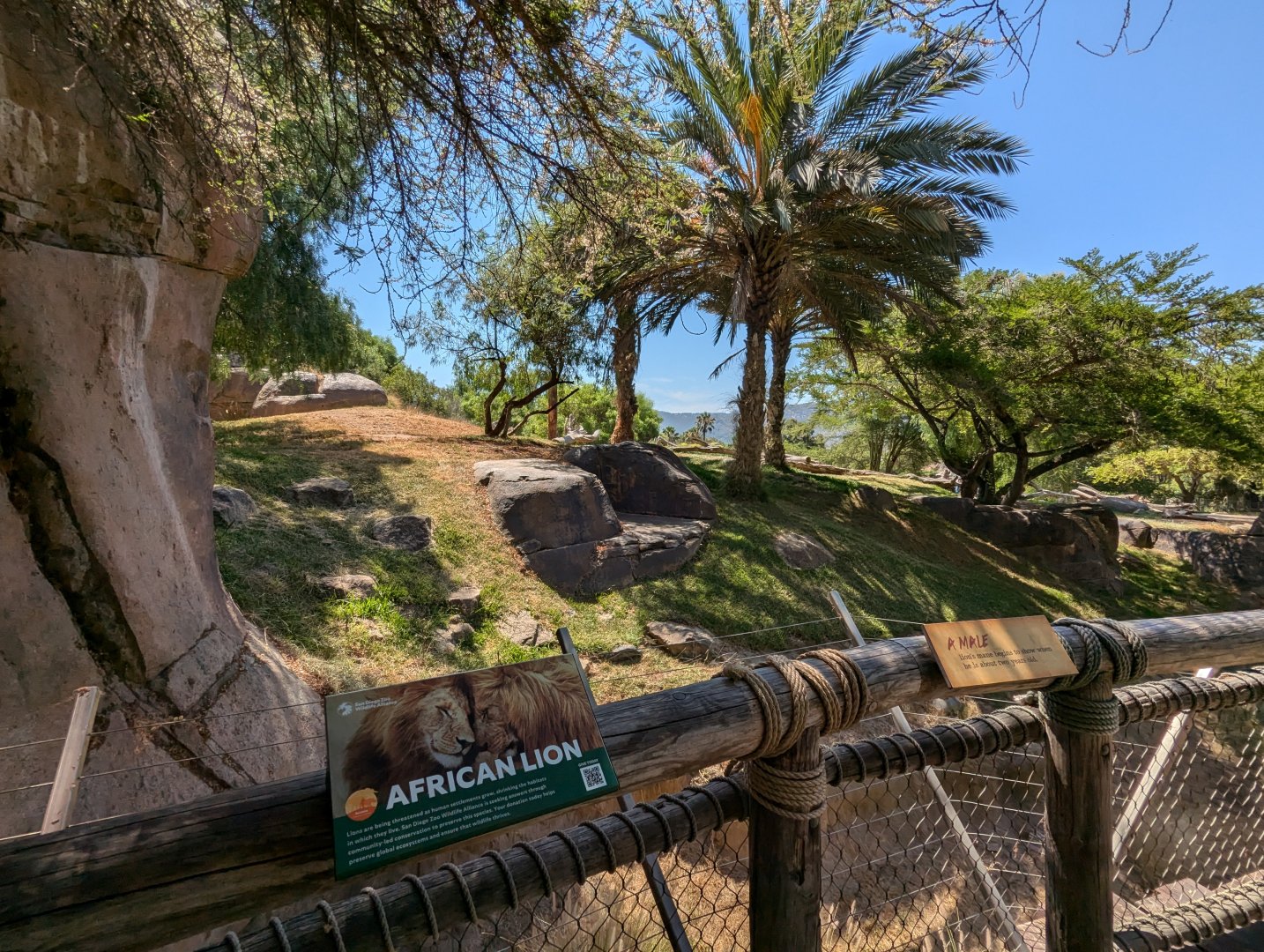 African Lion Enclosure
