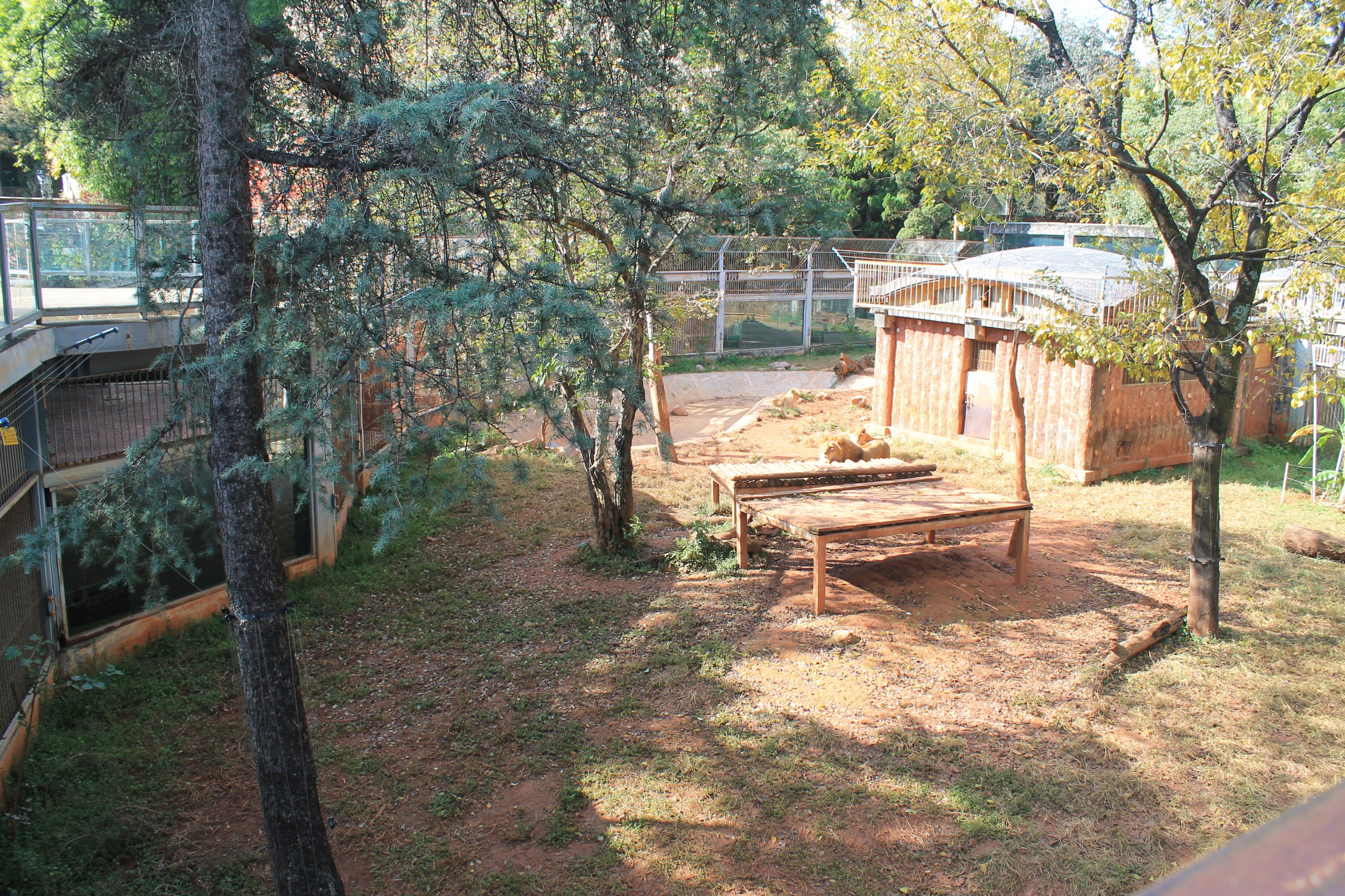 African Lion enclosure