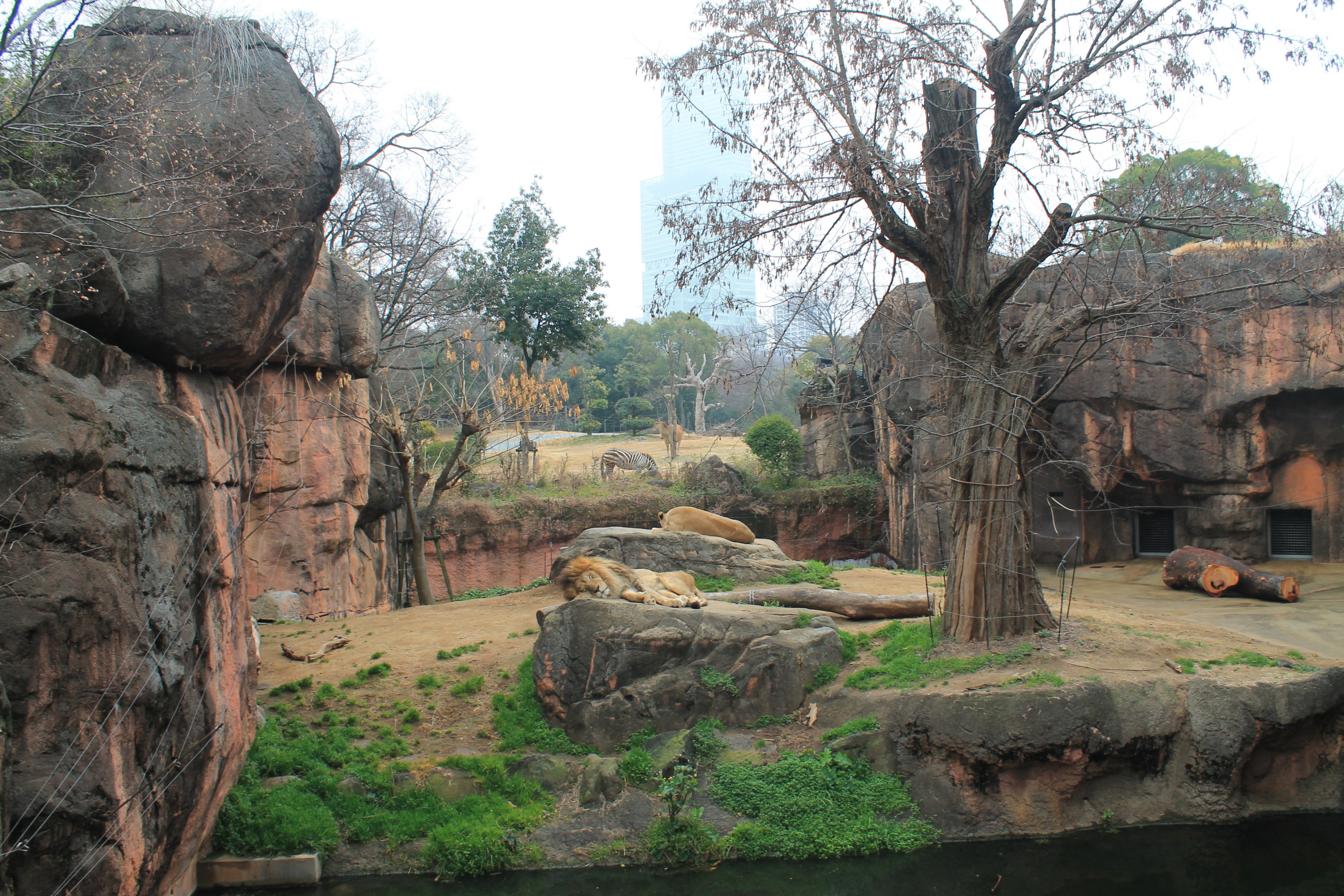 African Lion enclosure