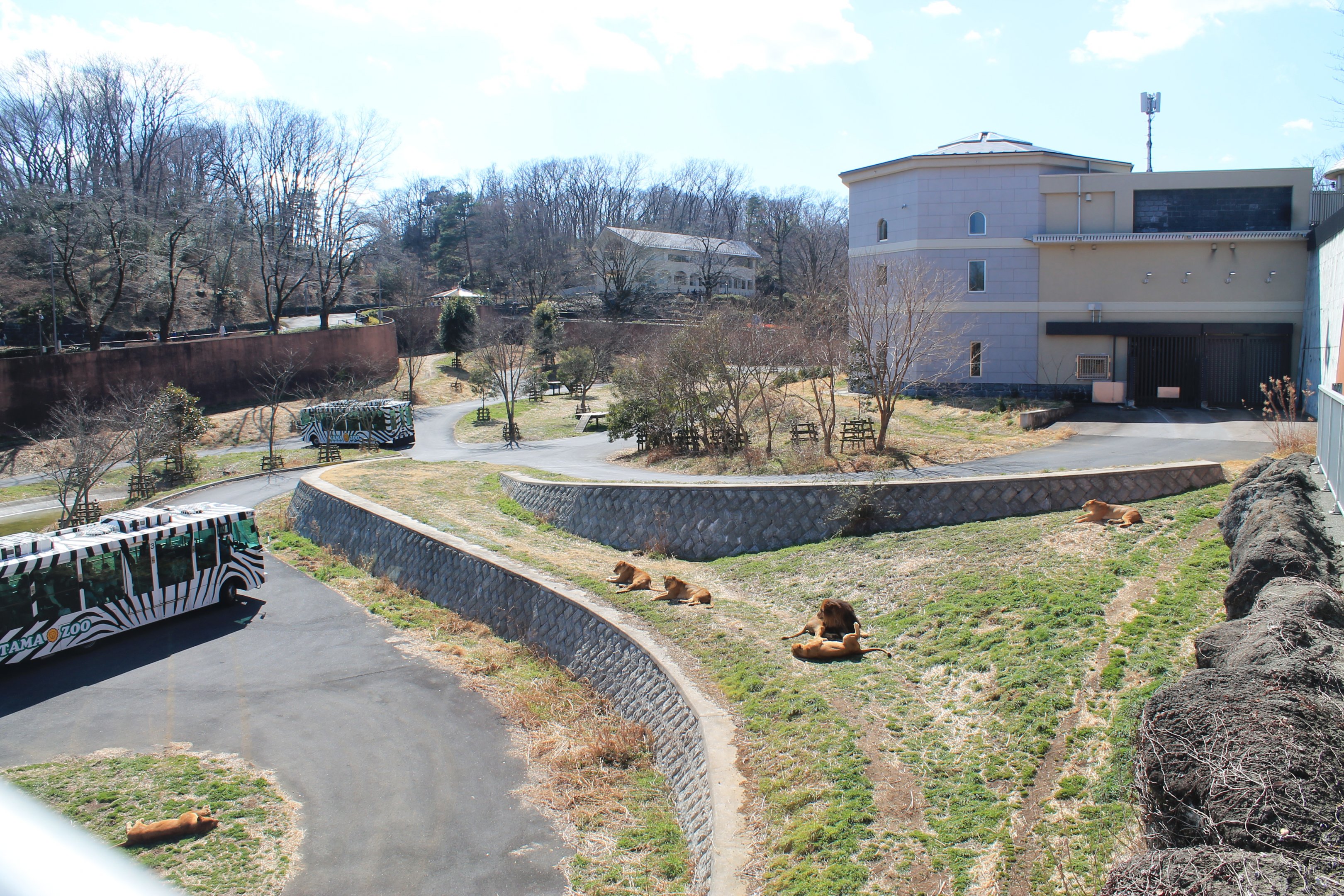 African Lion enclosure