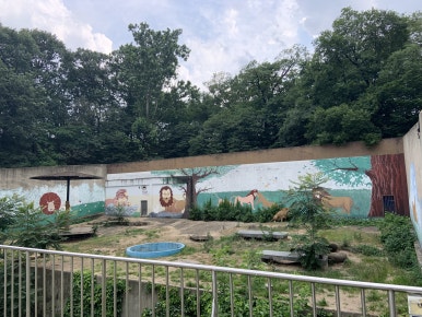 African lion enclosure