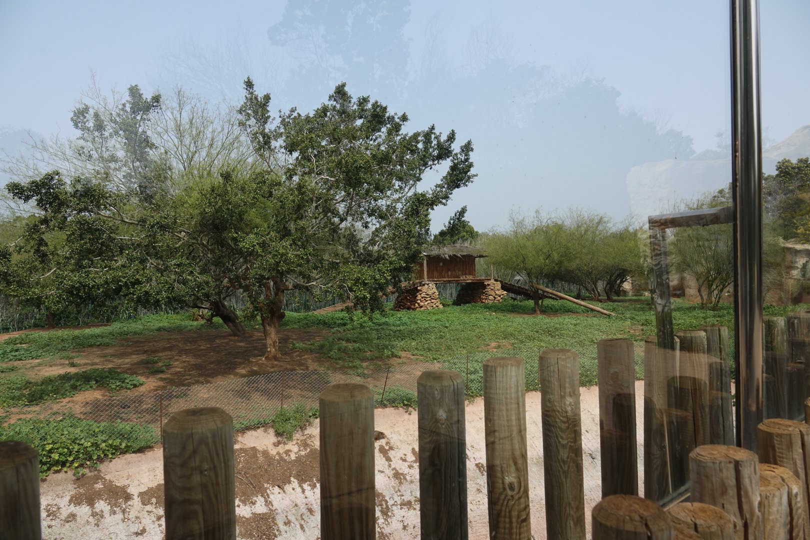 African Lion Enclosure