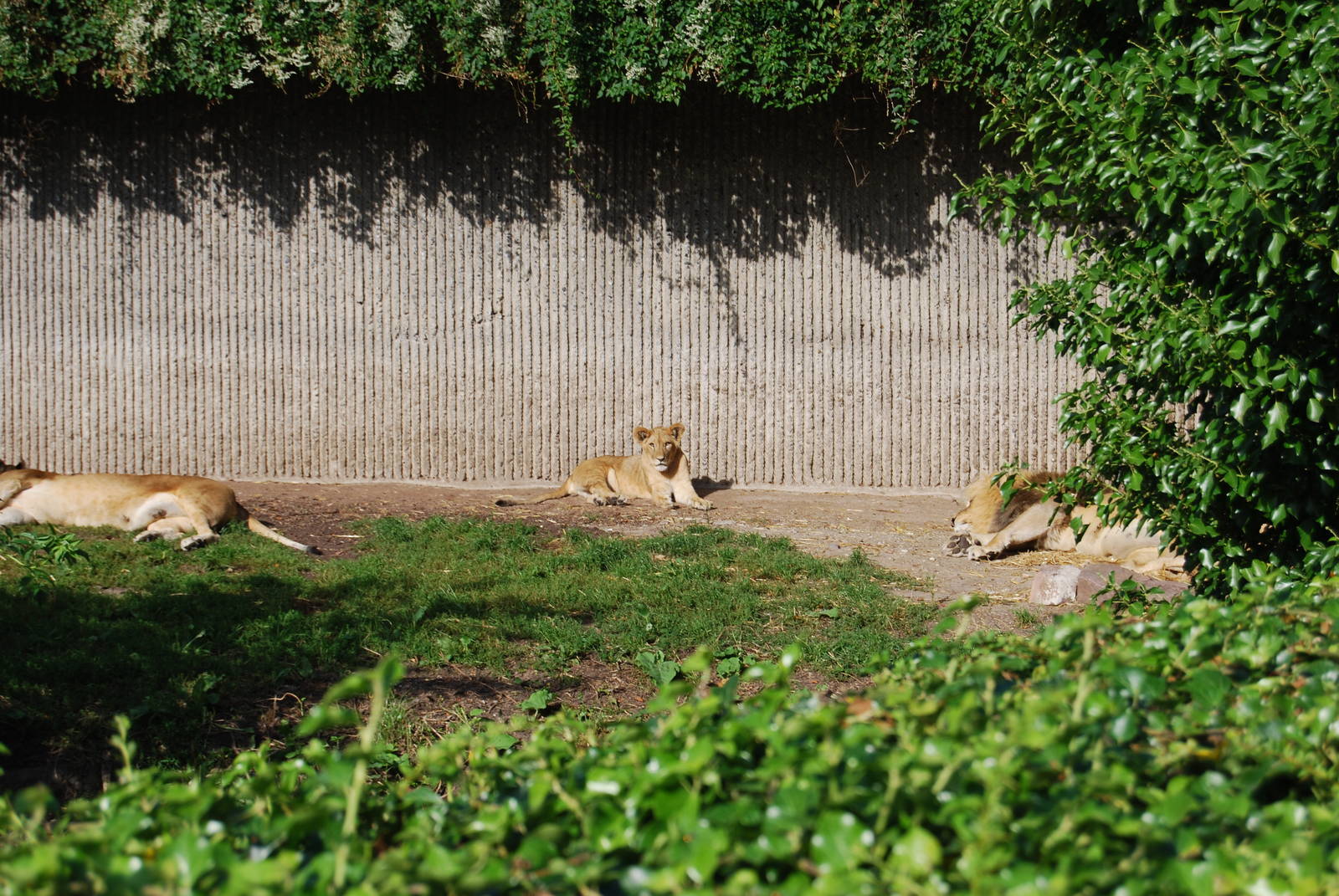 African lion enclosure