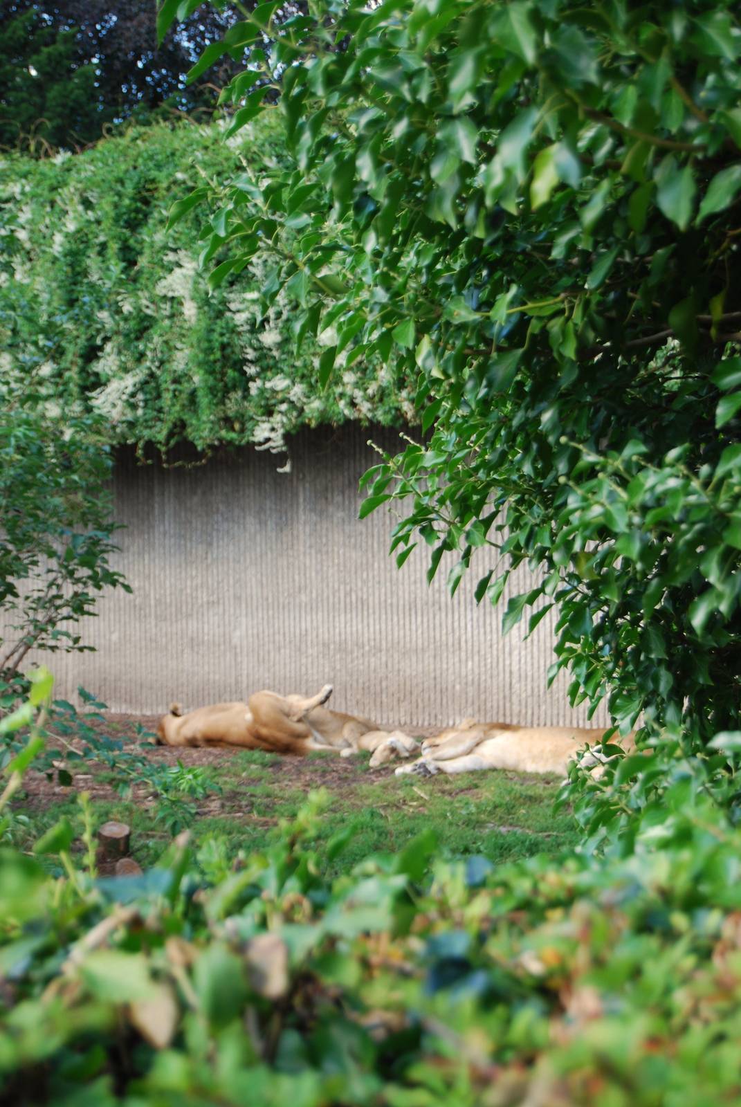 African lion enclosure