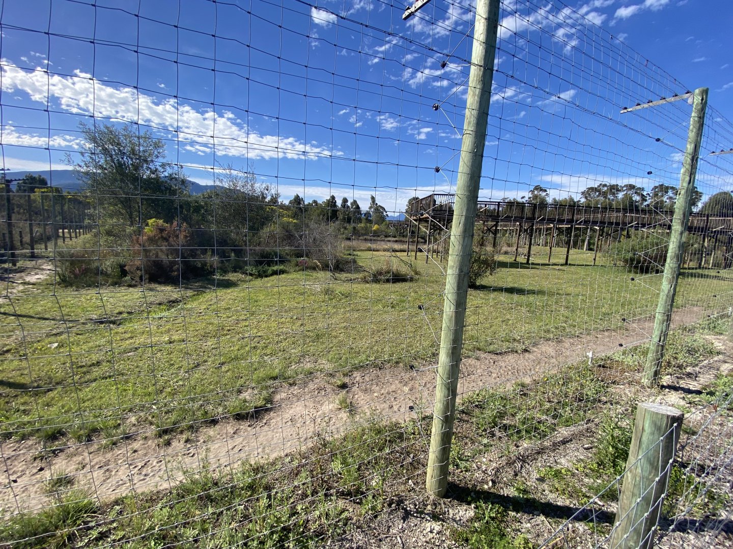 African lion enclosure