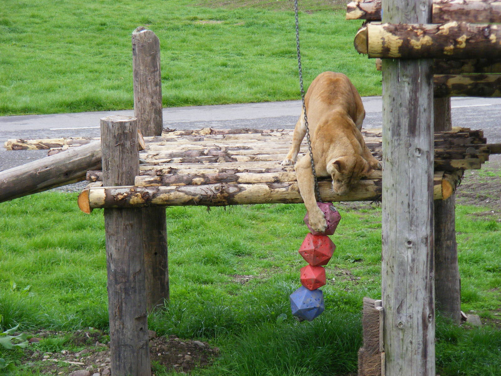 African lion enjoying the enrichment at Blair Drummond Safari Park, 19 May