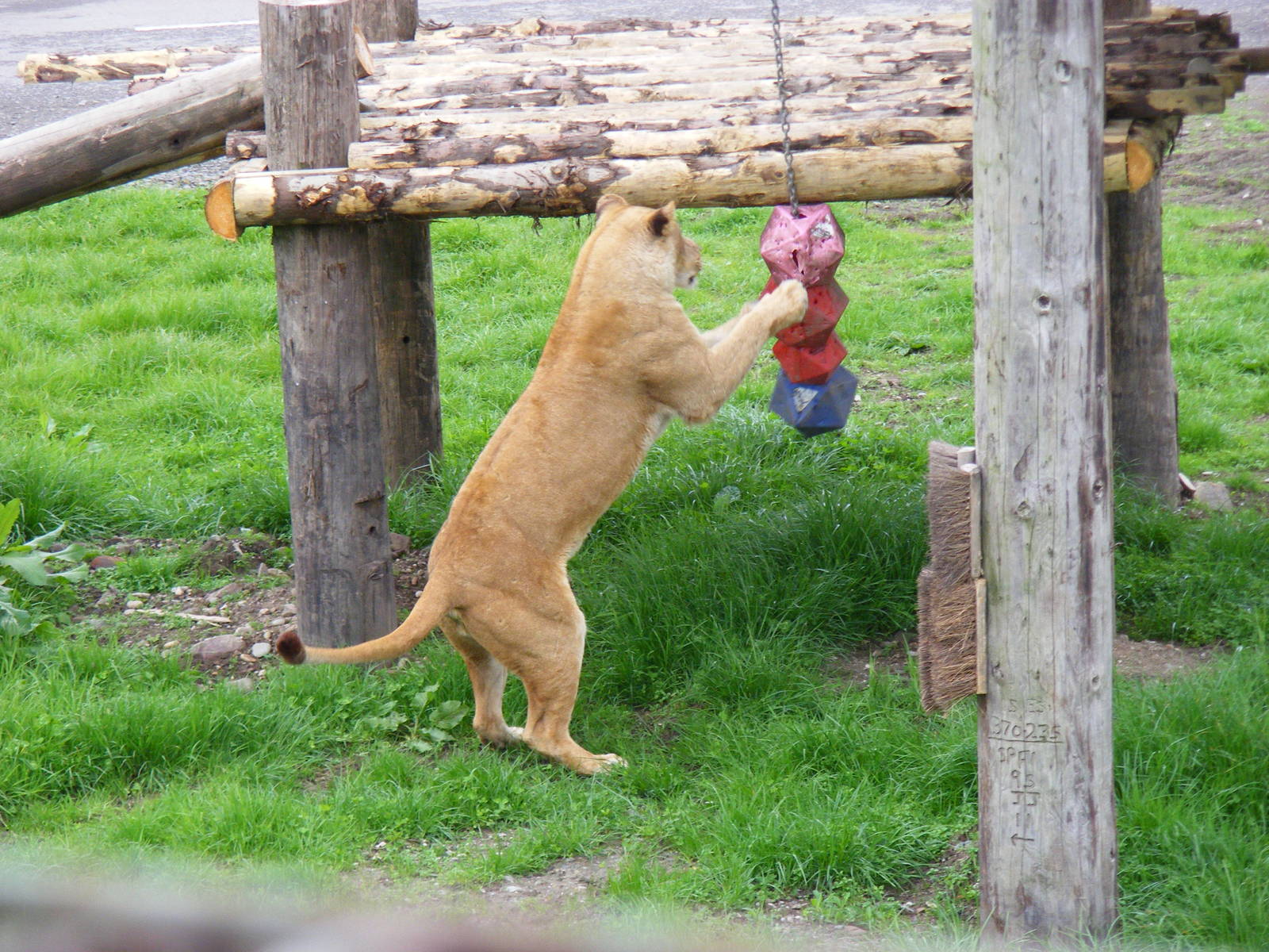 African lion enjoying the enrichment at Blair Drummond Safari Park, 19 May