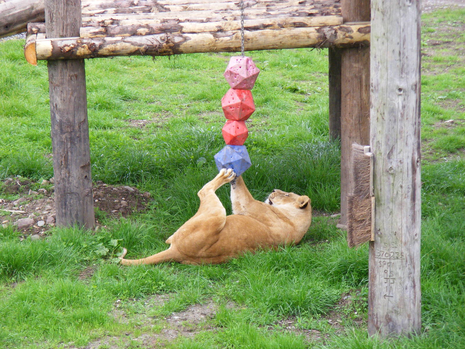 African lion enjoying the enrichment at Blair Drummond Safari Park, 19 May