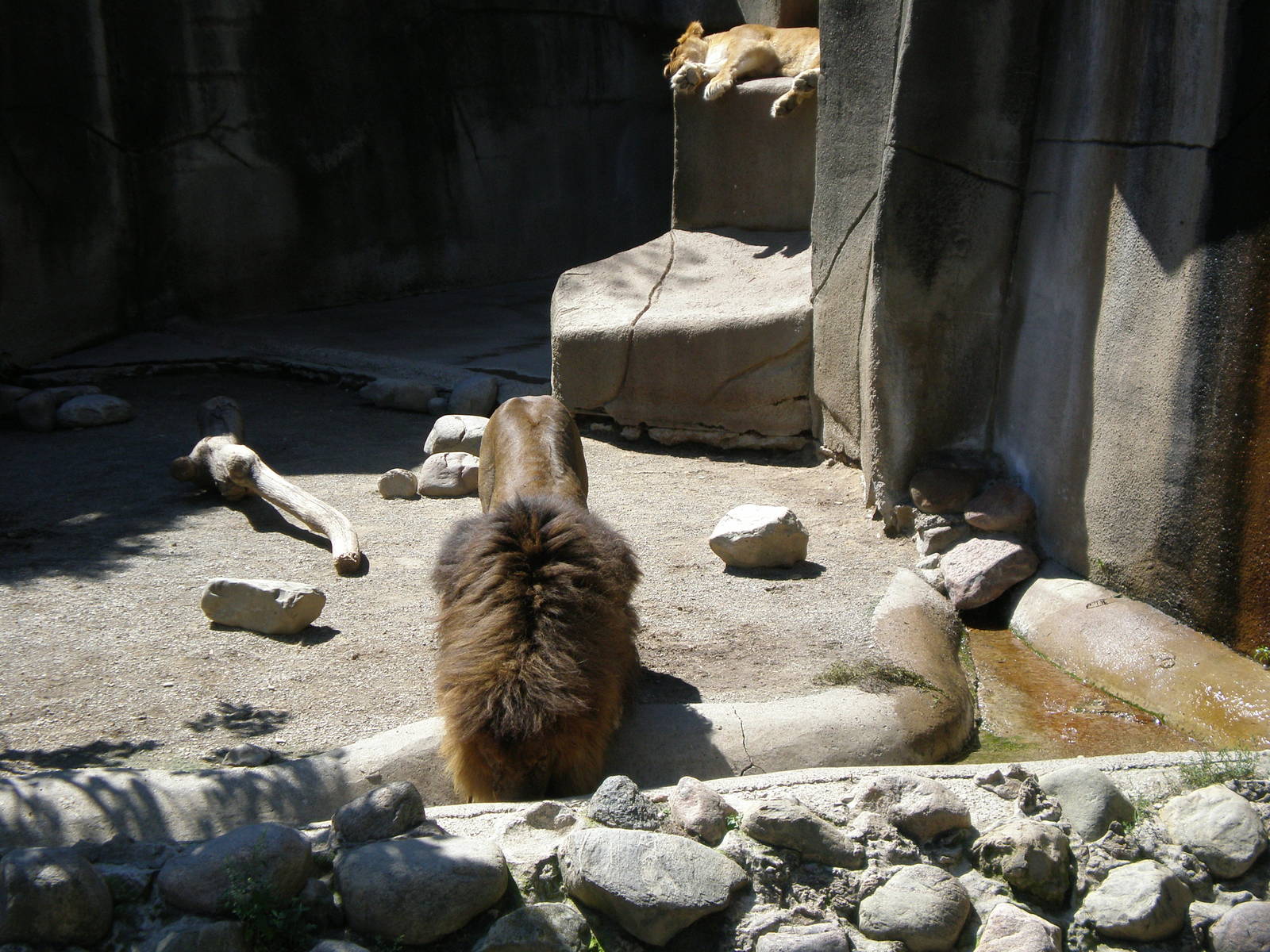African Lion - Erie Zoo AUG07