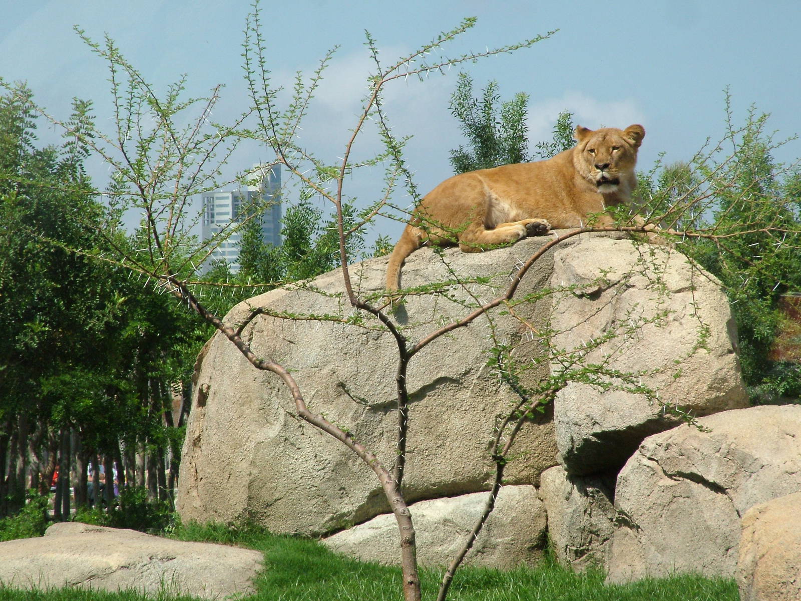 African Lion(ess) at Bioparc Valencia, 28/05/11