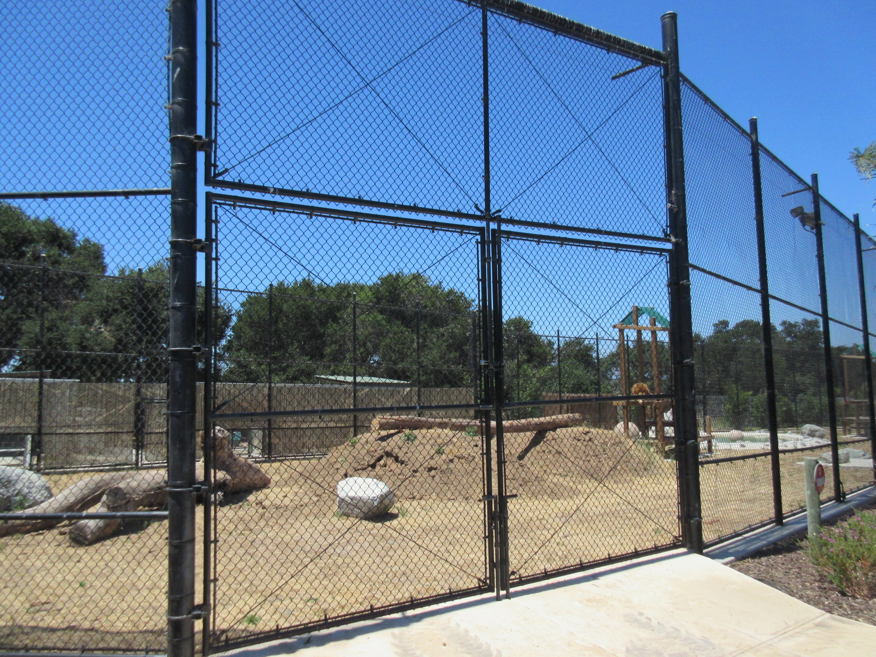 African Lion Exhibit #1 (New in 2016)