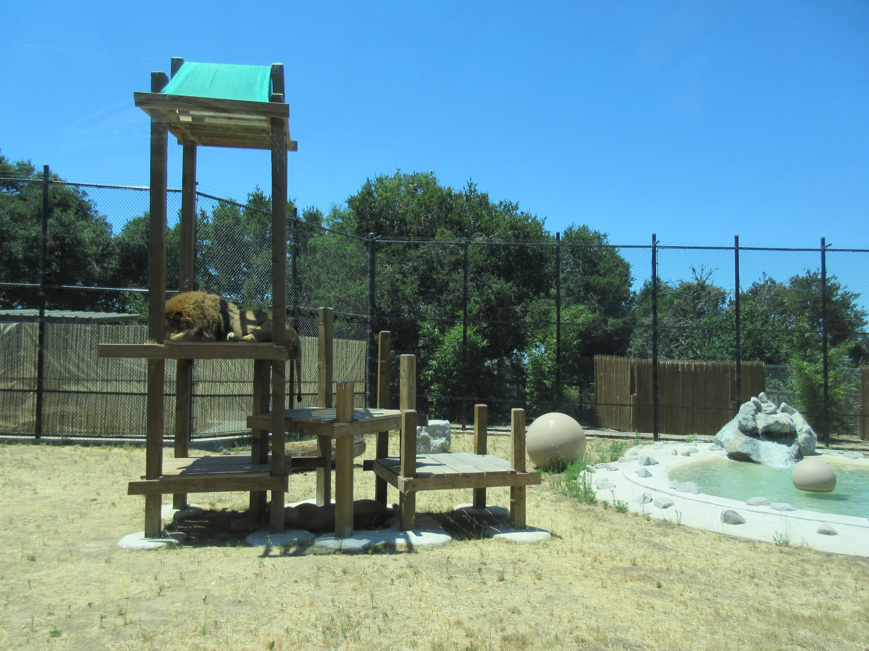 African Lion Exhibit #1 (New in 2016)