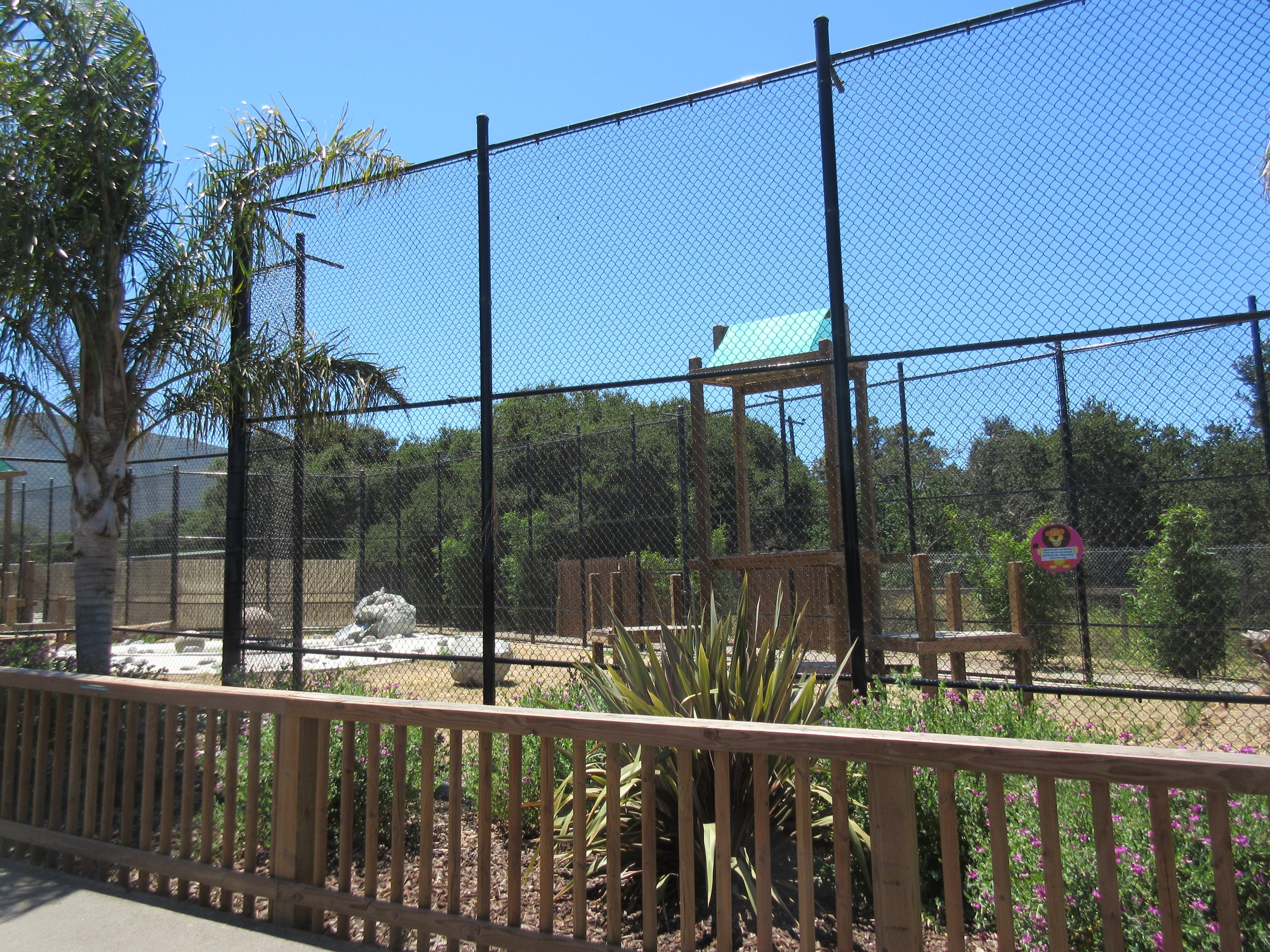 African Lion Exhibit #1 (New in 2016)