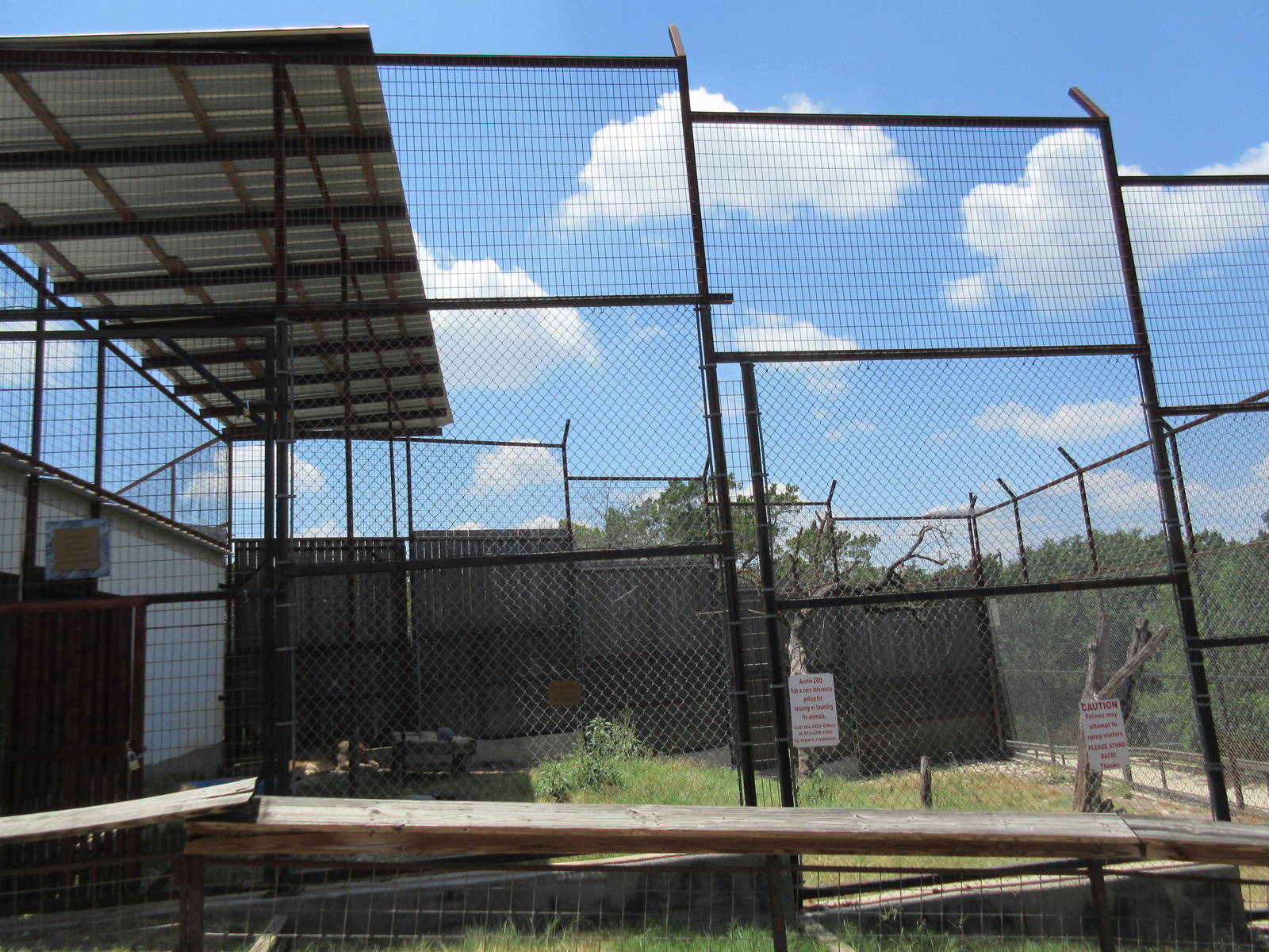 African Lion Exhibit #1