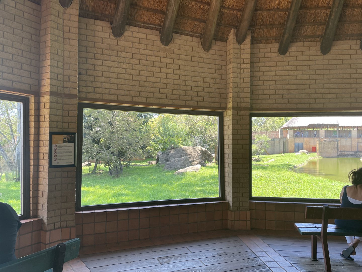 African Lion Exhibit #1