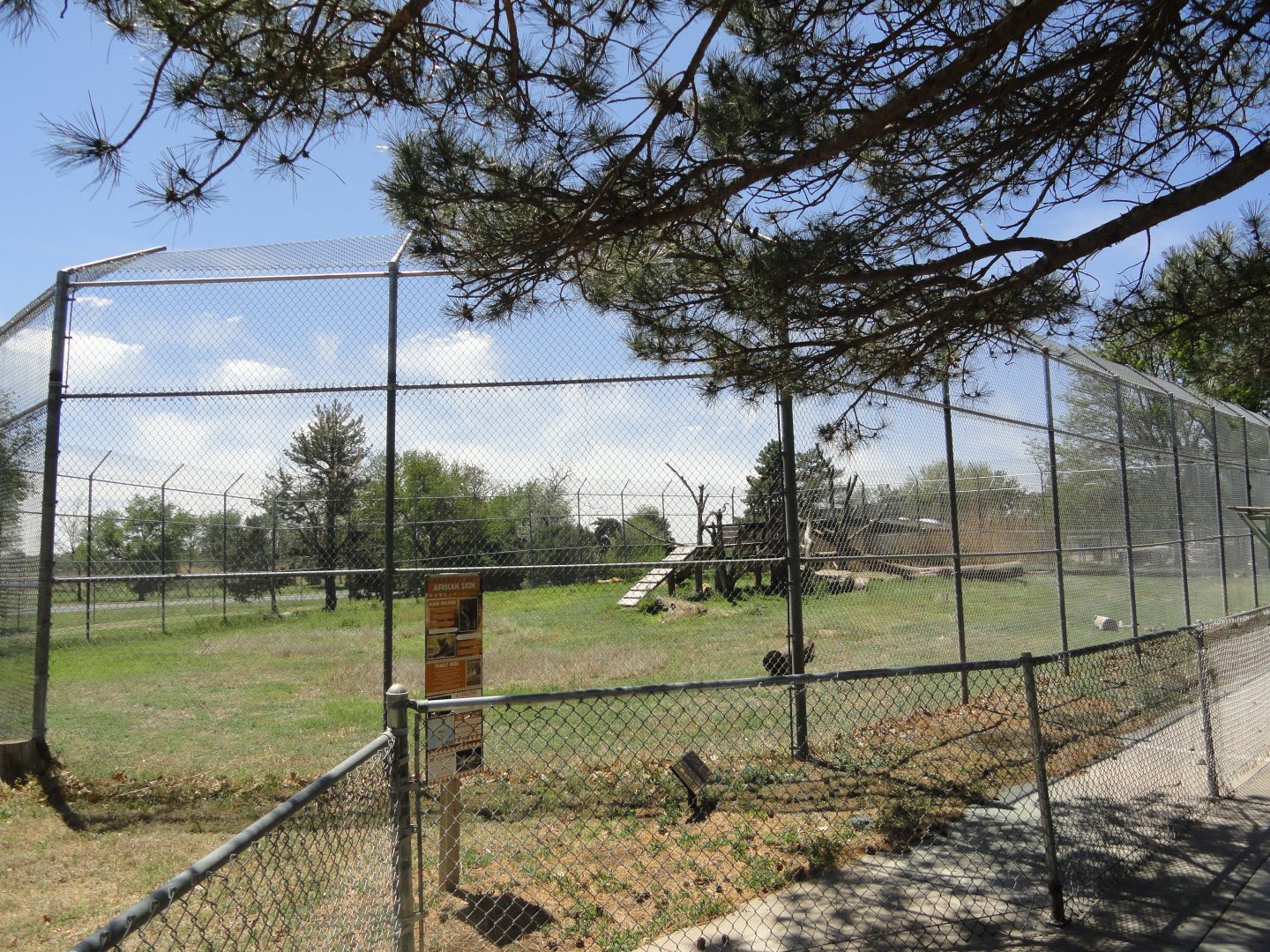 African Lion Exhibit 1