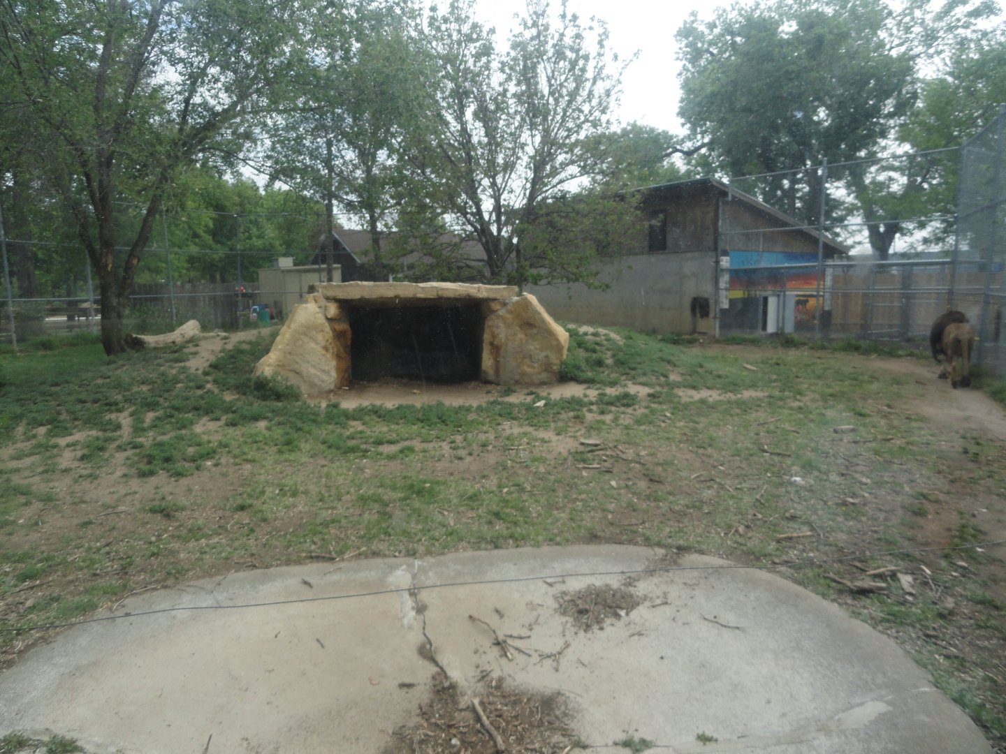 African Lion Exhibit 1