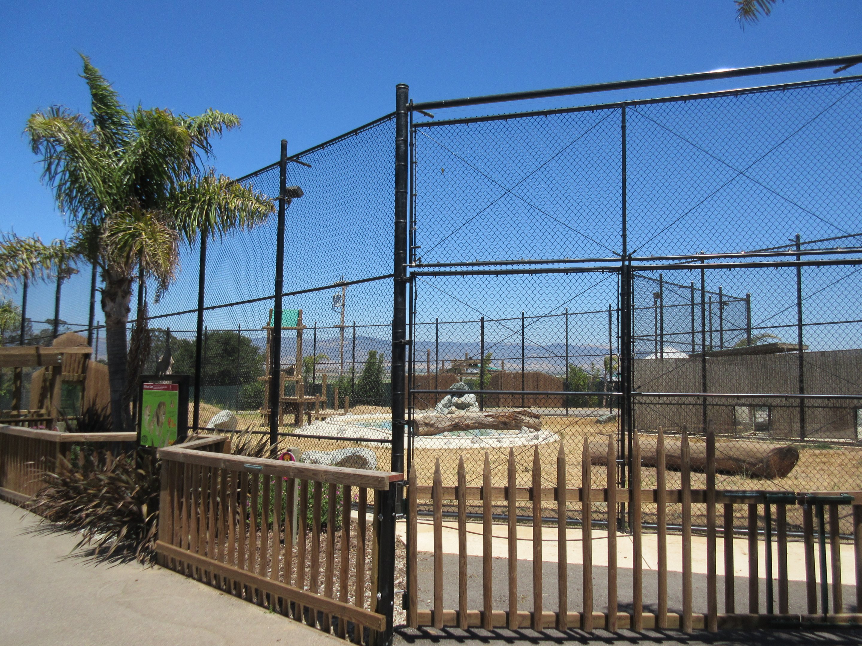 African Lion Exhibit #2 (New in 2016)