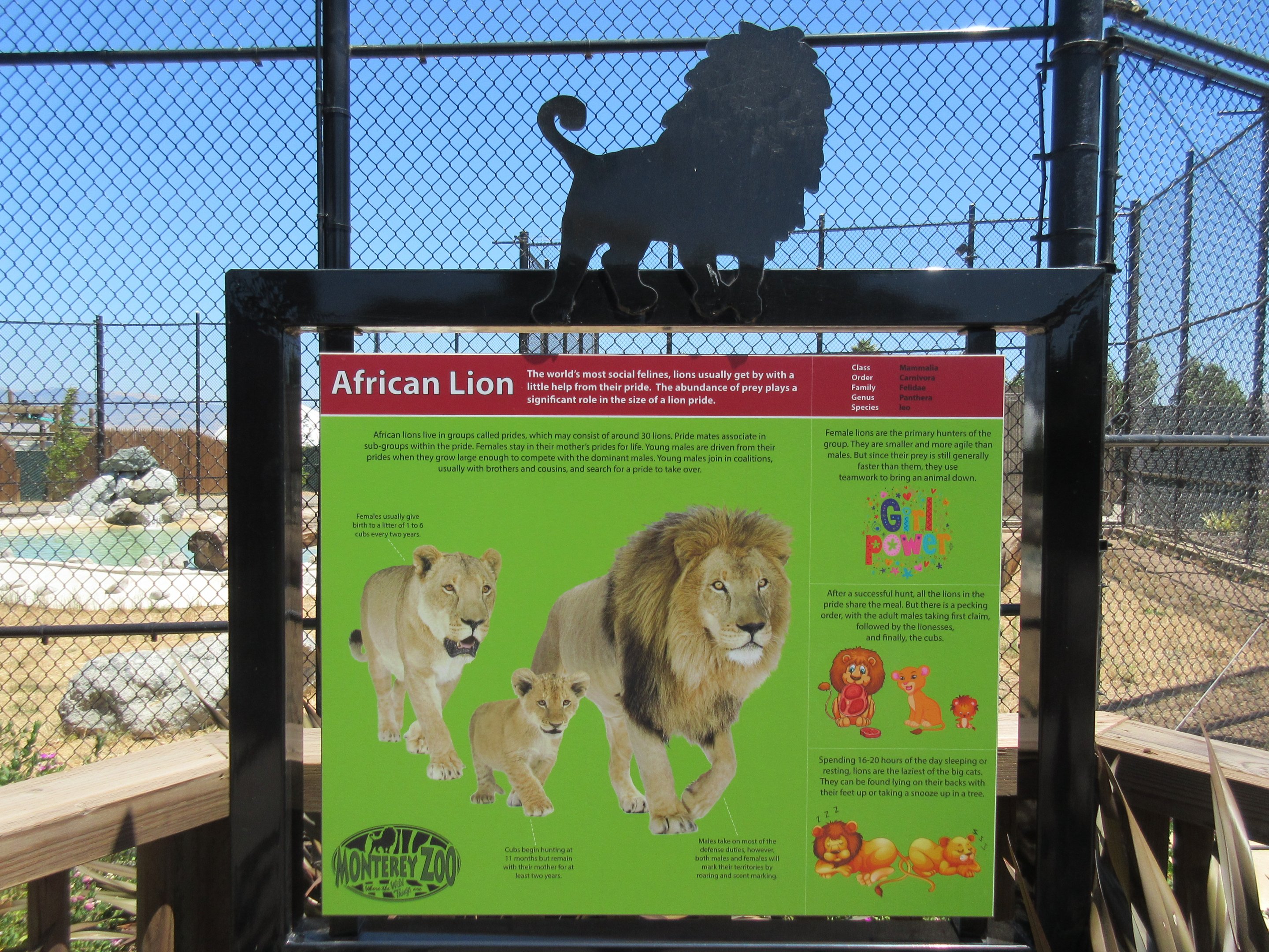 African Lion Exhibit #2 (New in 2016)