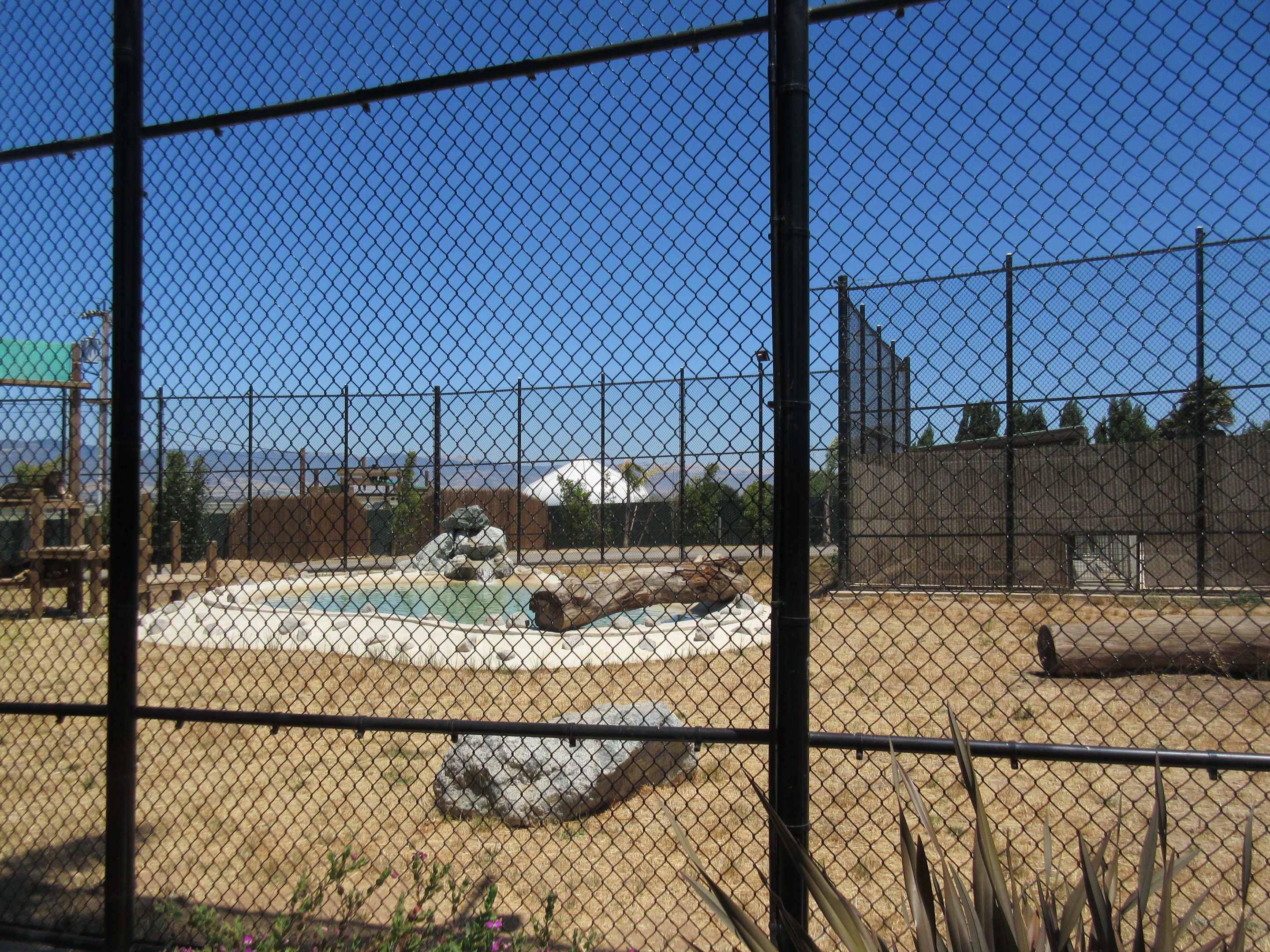 African Lion Exhibit #2 (New in 2016)