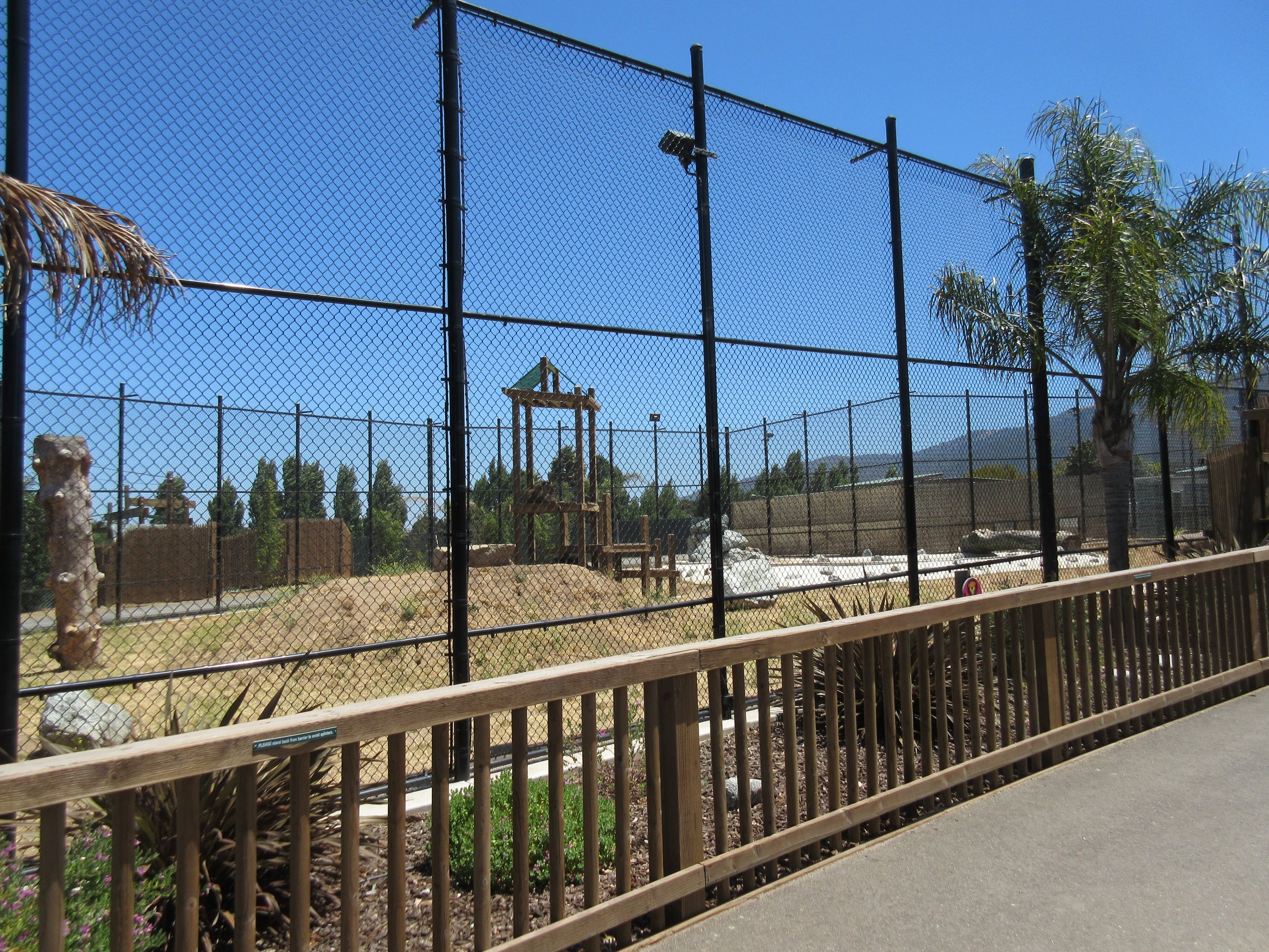 African Lion Exhibit #2 (New in 2016)