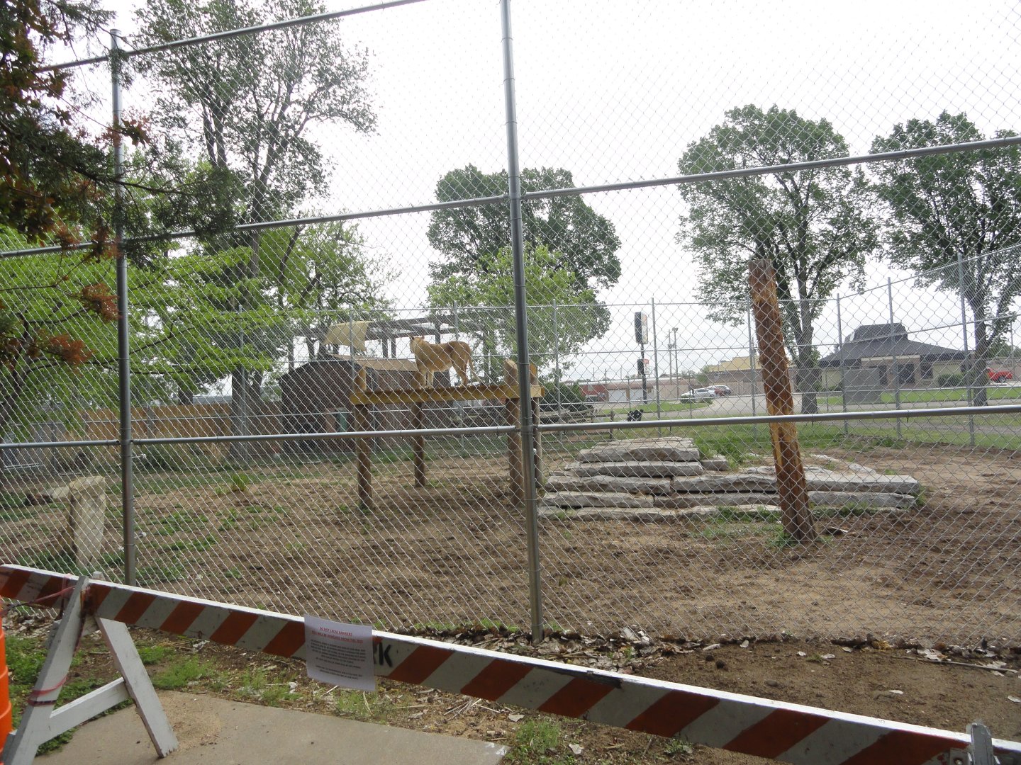 African Lion Exhibit 2 - New