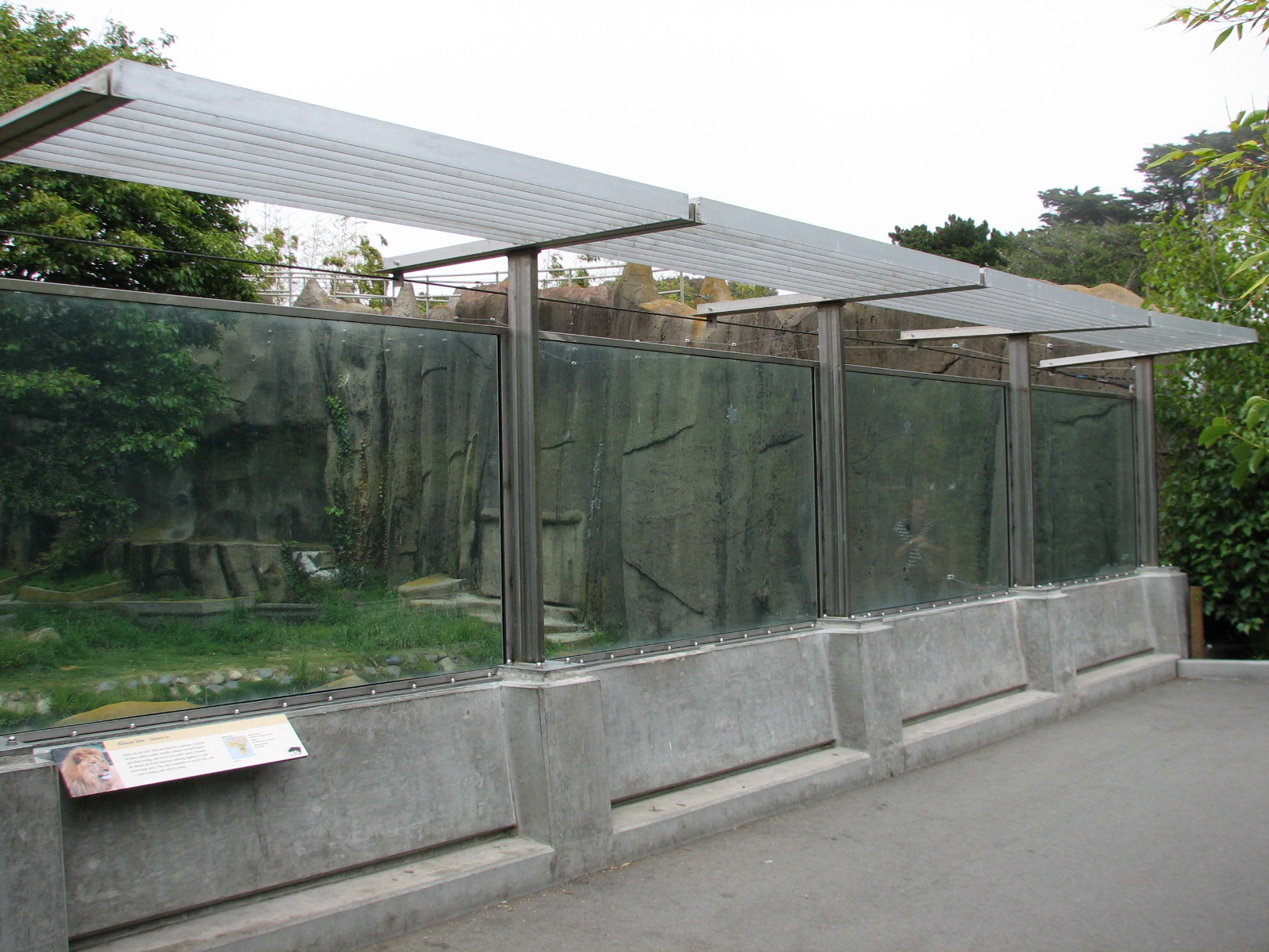 African Lion Exhibit 2 - Viewing Area