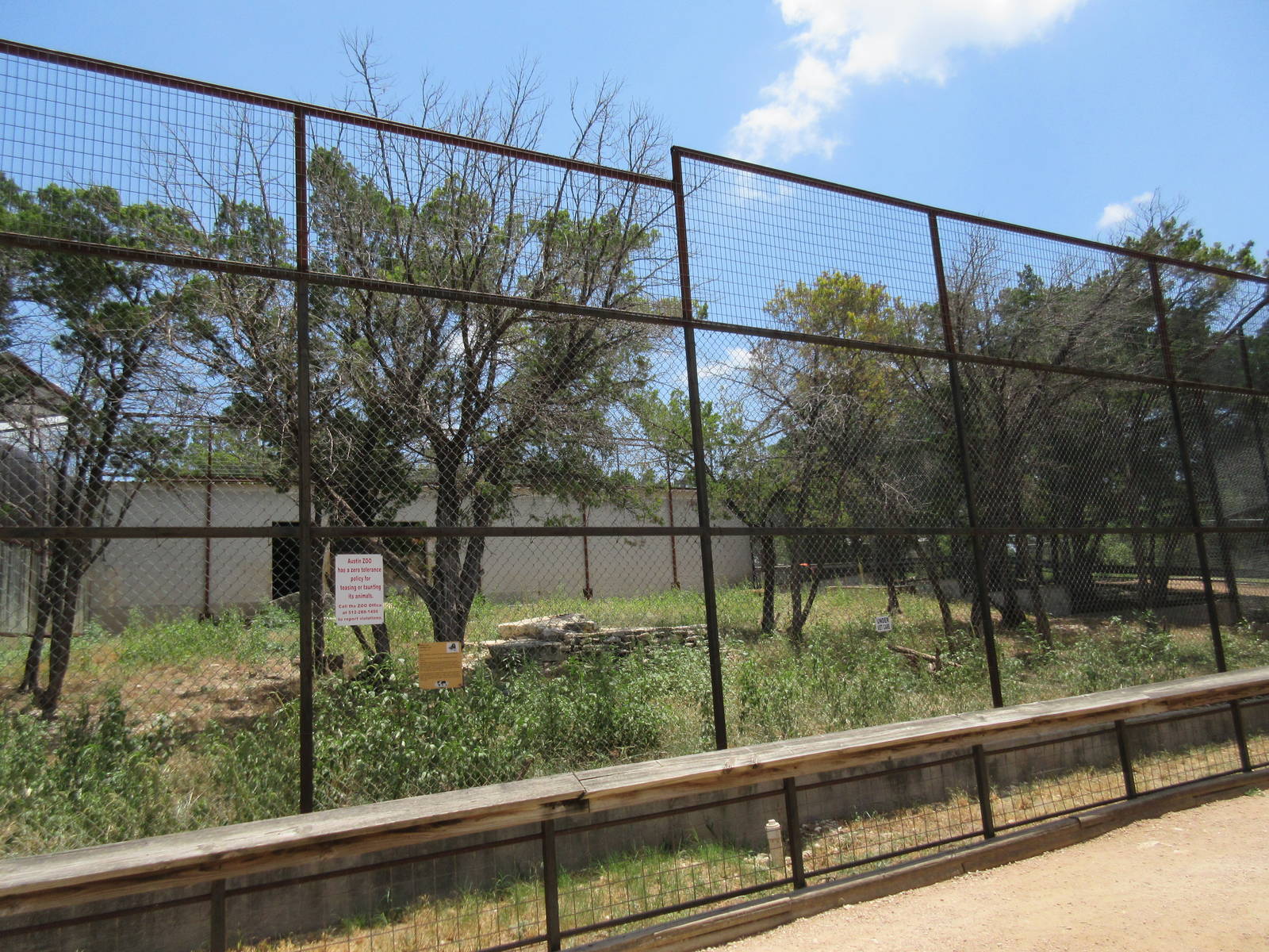 African Lion Exhibit #2