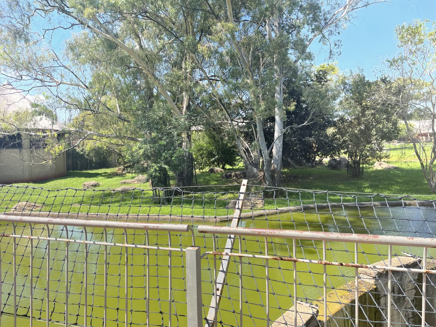 African Lion Exhibit #2