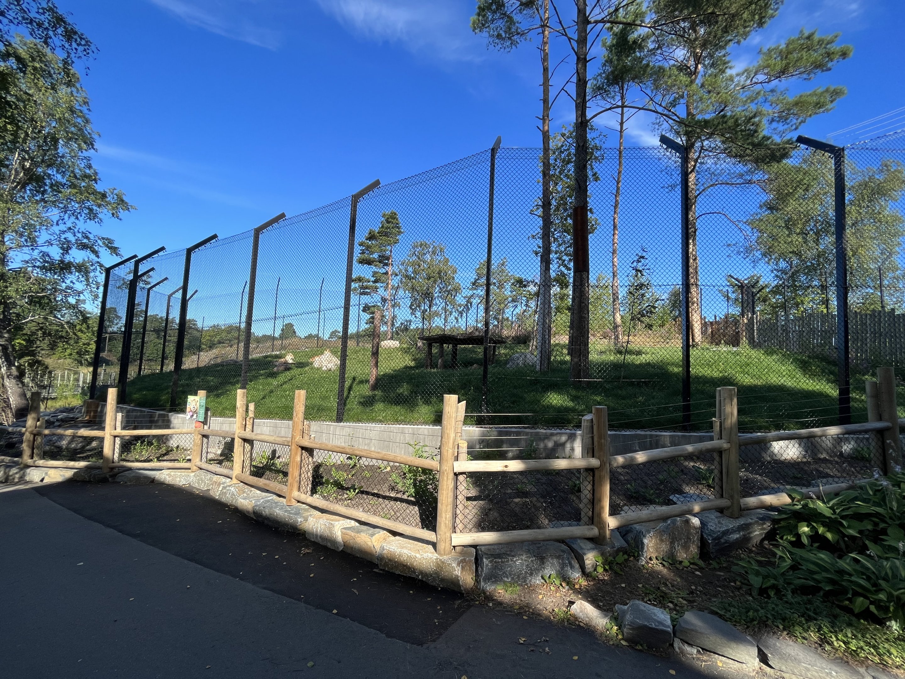 African Lion Exhibit #2