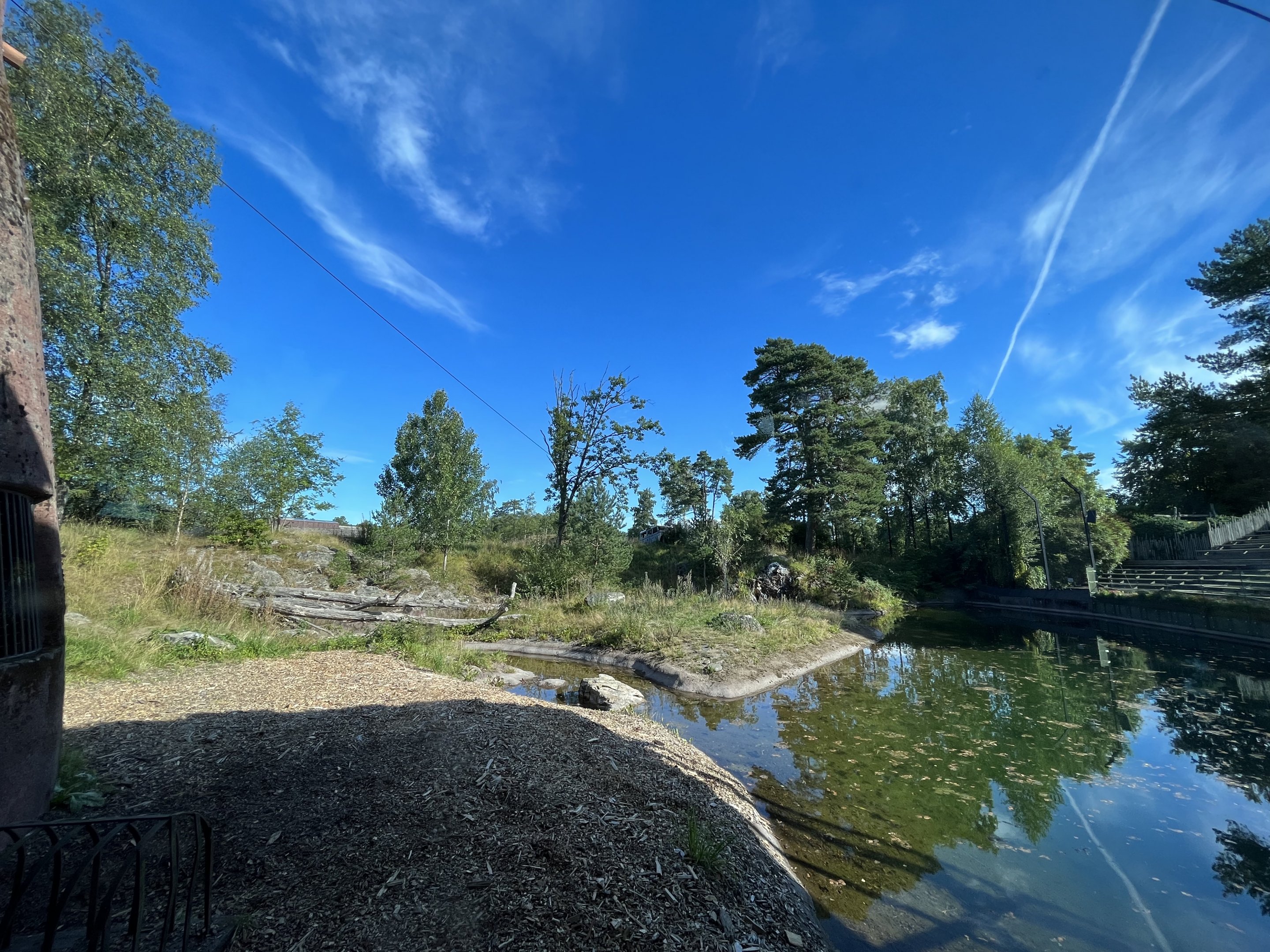 African Lion Exhibit #2