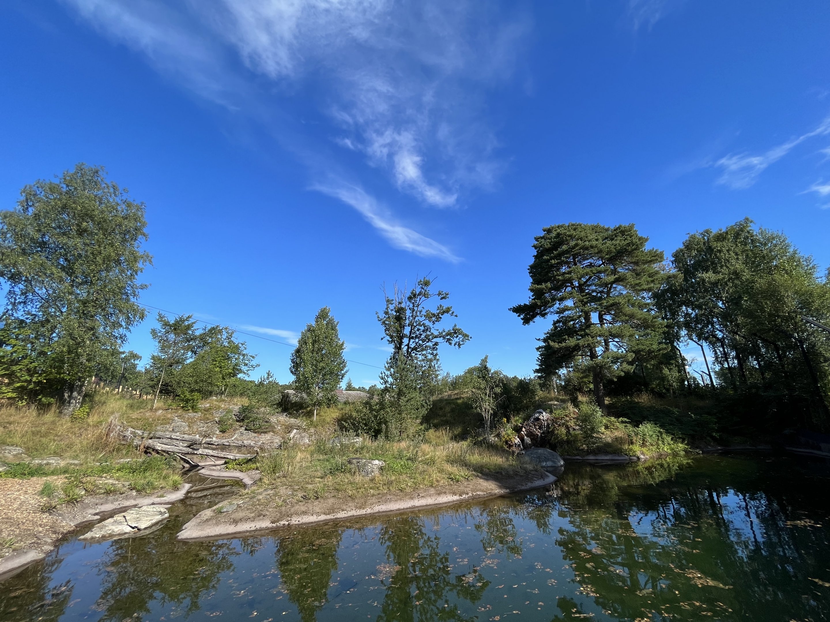 African Lion Exhibit #2