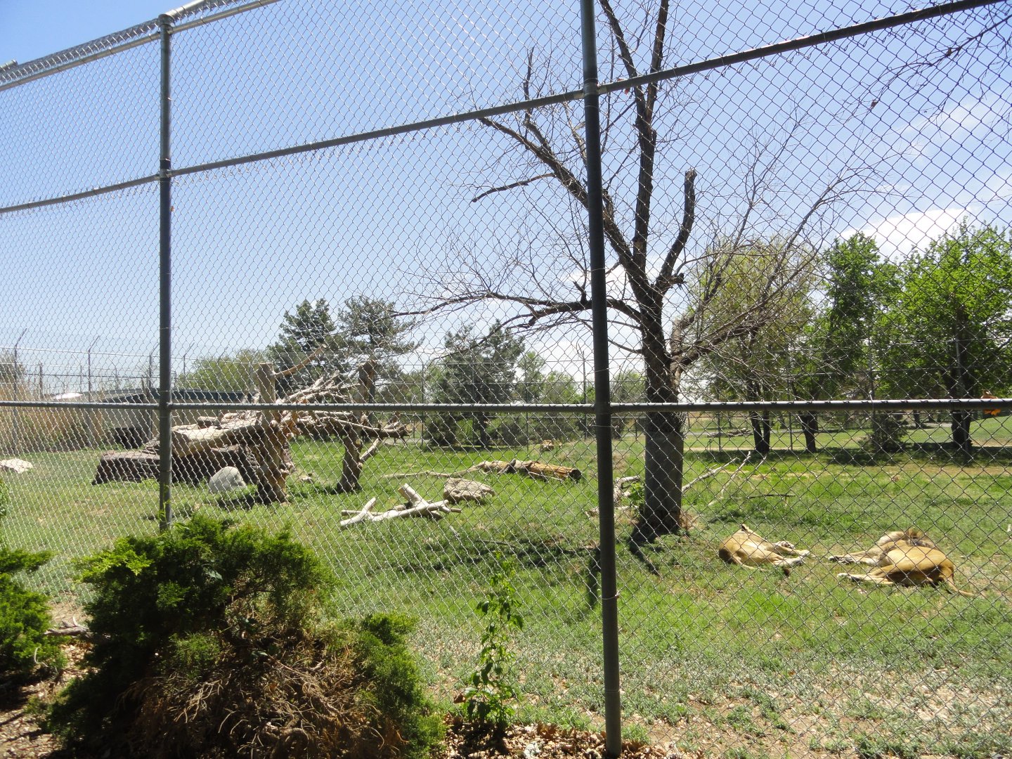 African Lion Exhibit 2