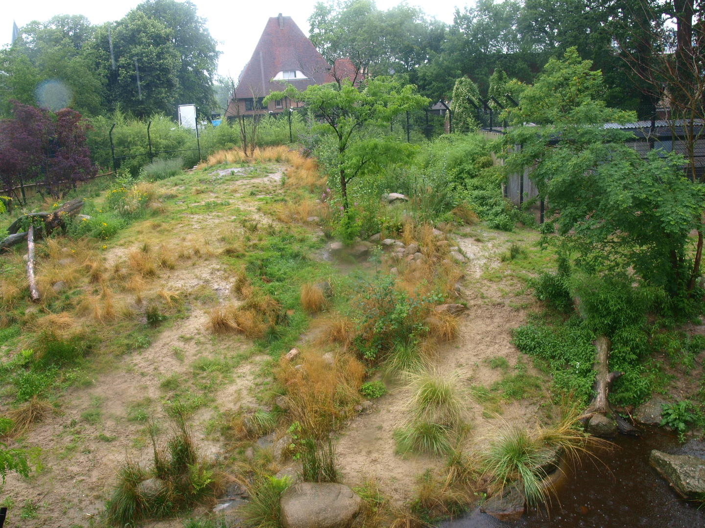 African lion exhibit, 2015-07-19