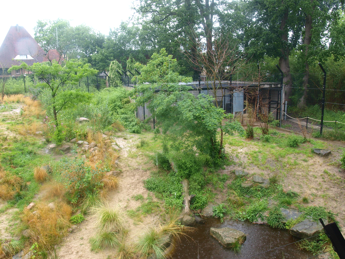 African lion exhibit, 2015-07-19