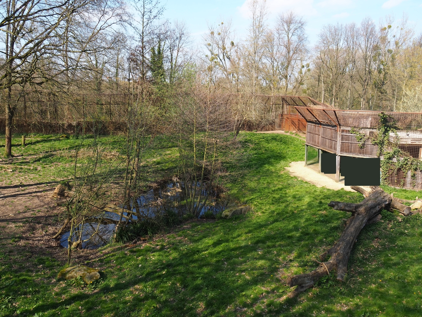 African lion exhibit, 2019-03-30