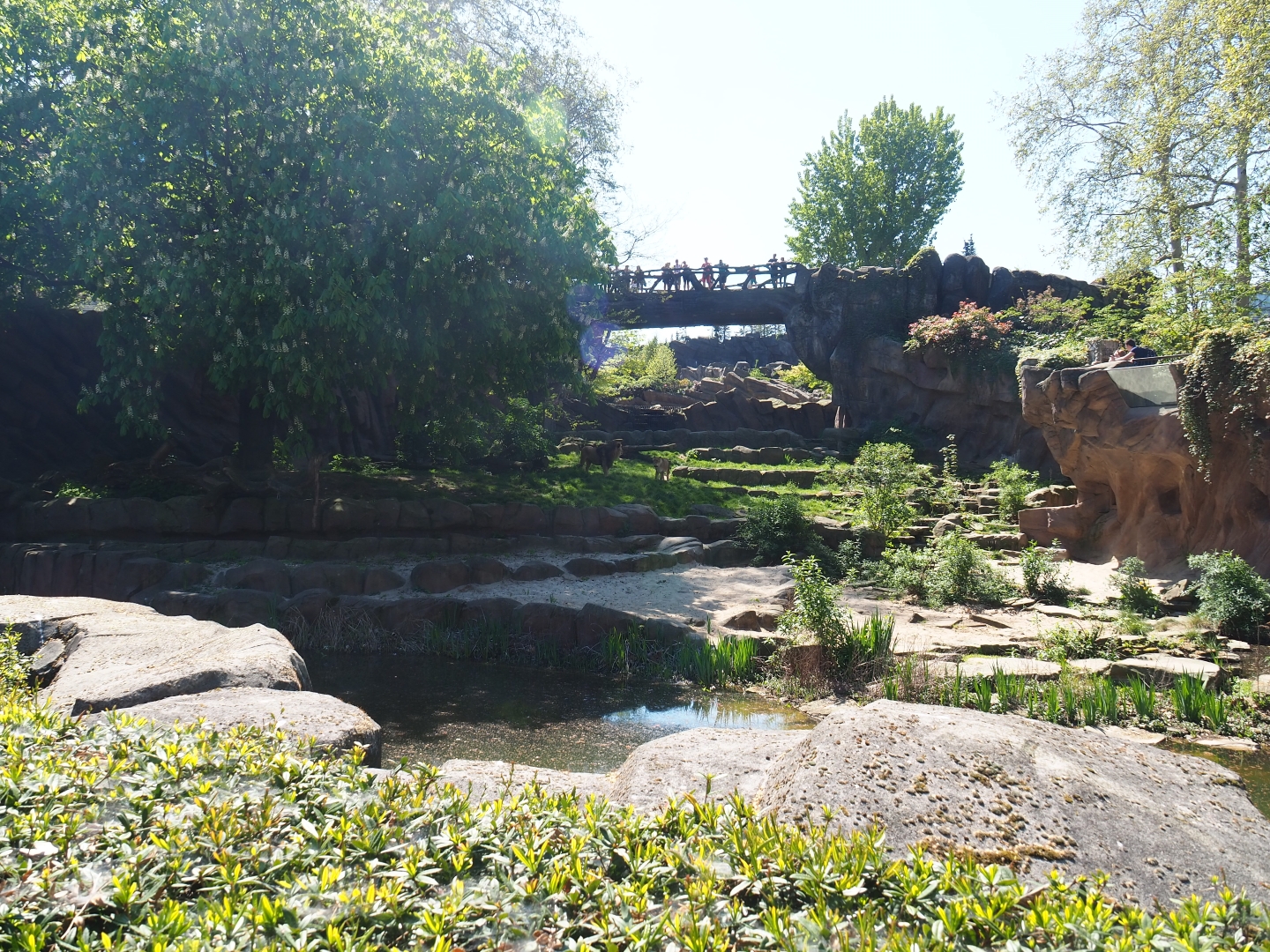 African lion exhibit, 2019-04-20