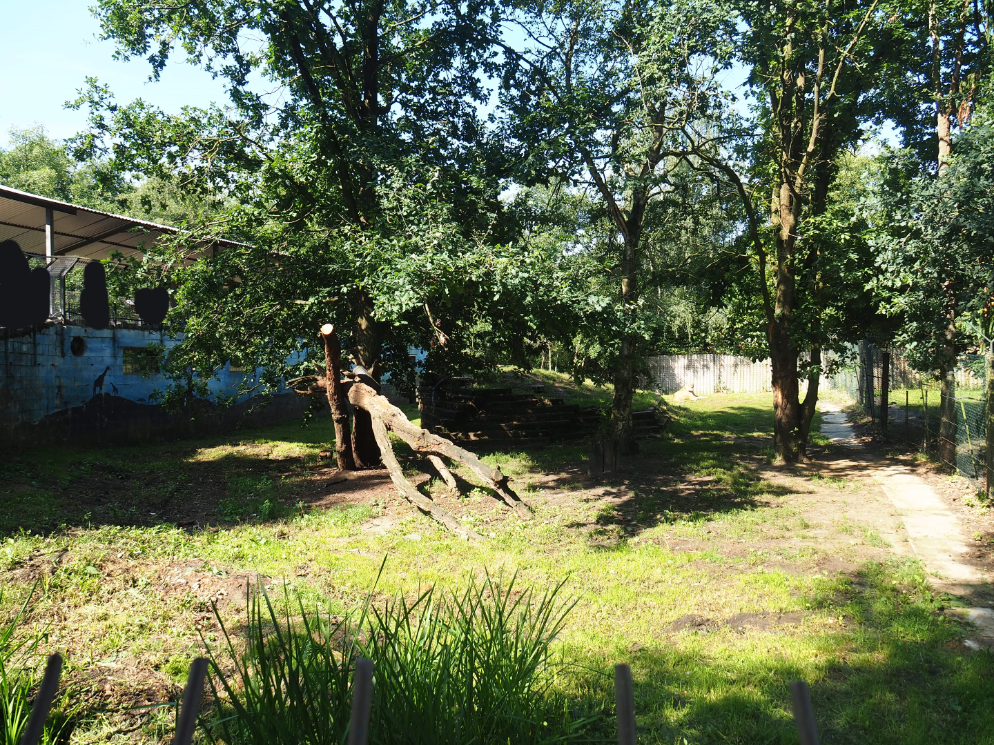 African lion exhibit, 2019-08-04