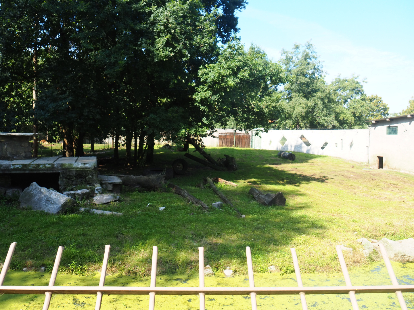 African lion exhibit, 2019-08-04