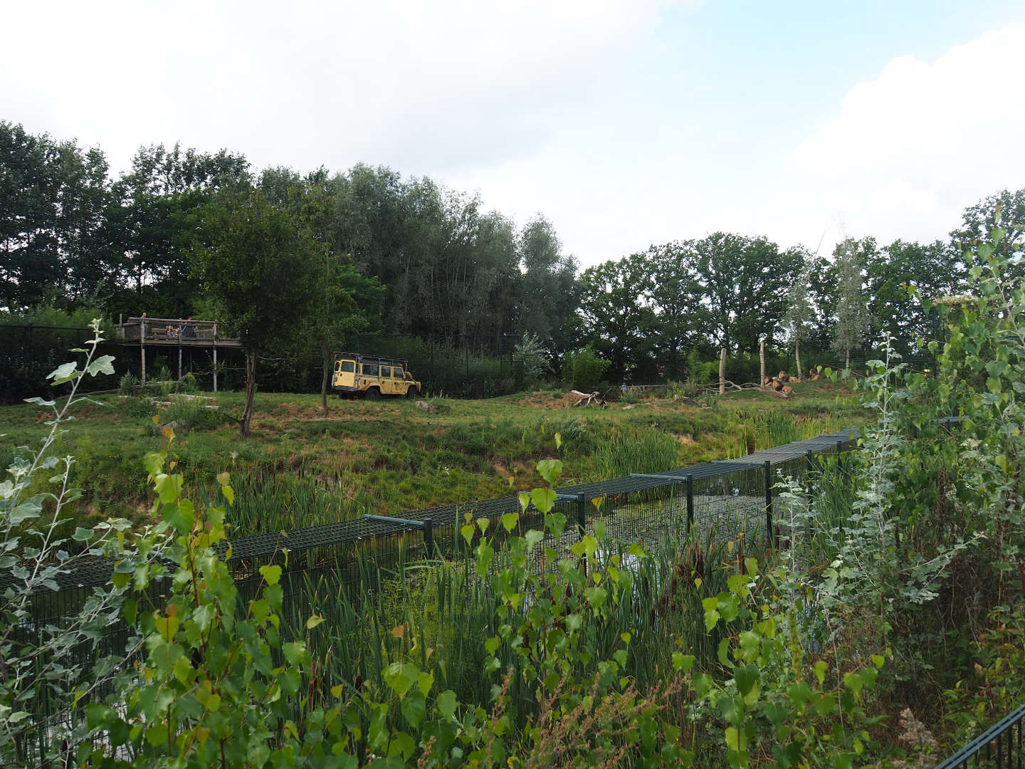 African lion exhibit, 2019-08-11